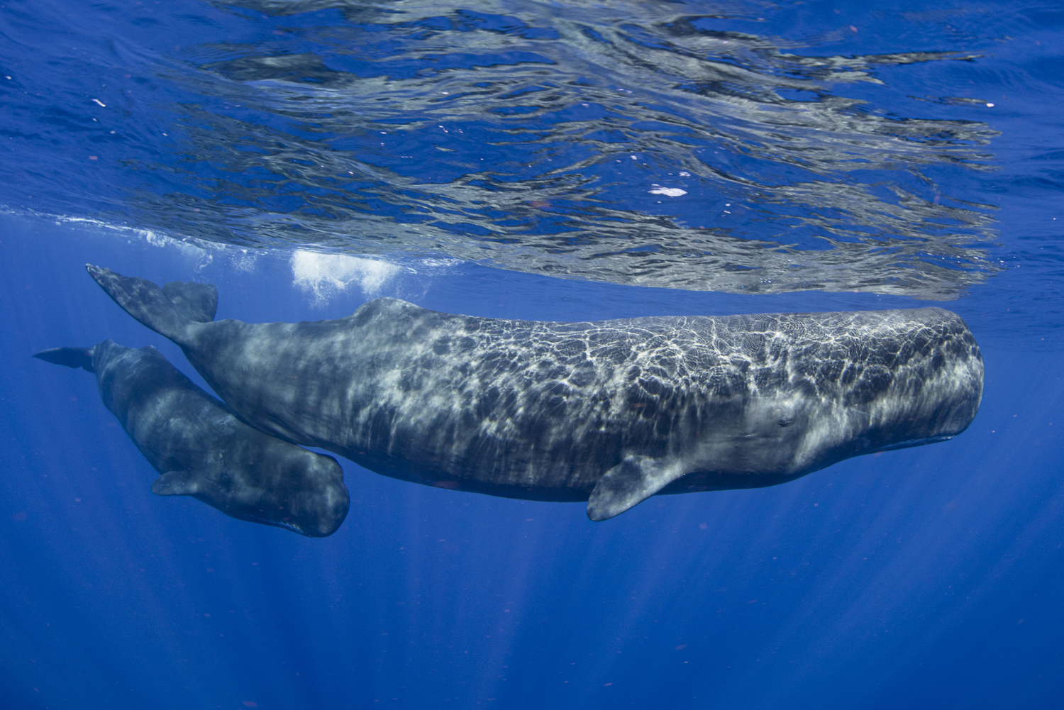 Diving with sperm whales. GAELIN ROSENWAKS