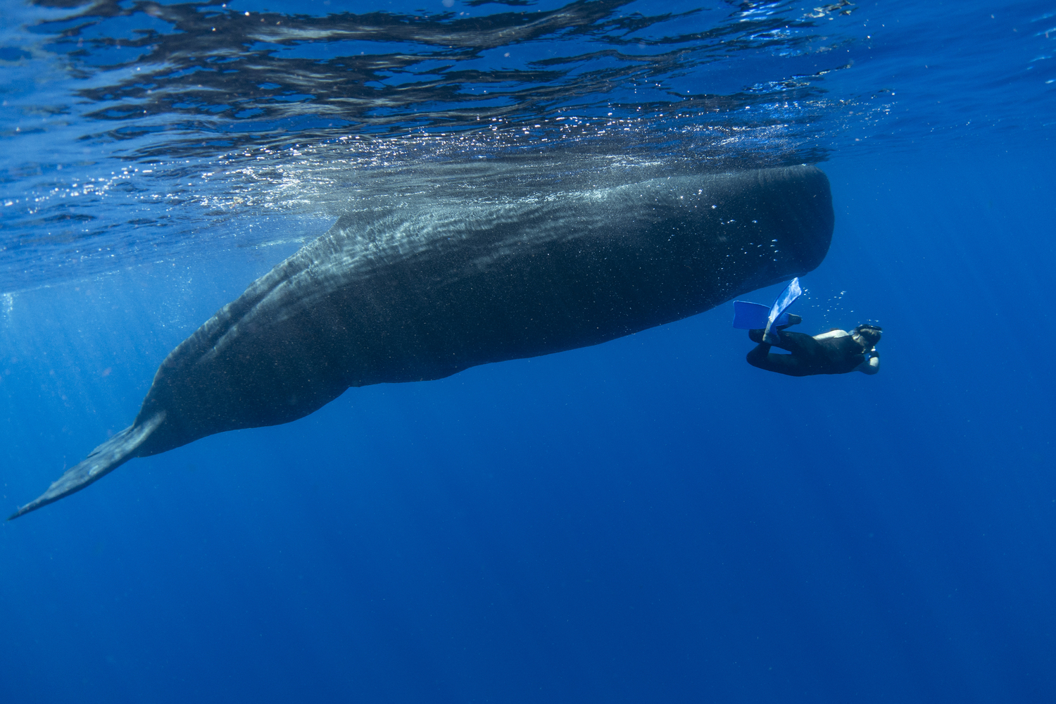 Marine scientist Gaelin Rosenwaks free dives with a sperm whale. COURTESY GAELIN ROSENWAKS