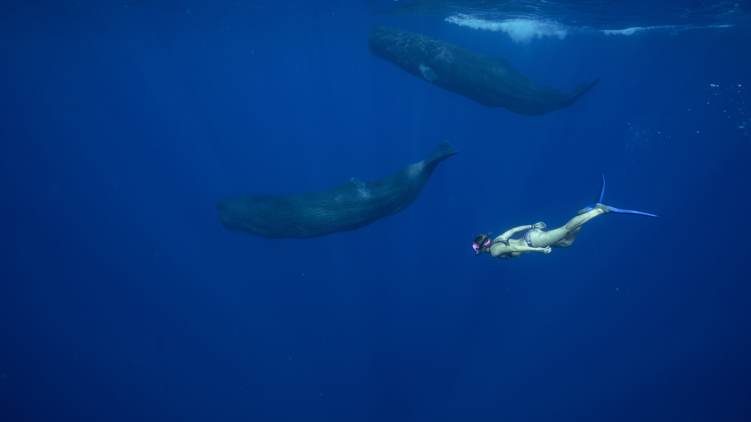 Marine scientist Gaelin Rosenwaks free dives with a pair of sperm whales. COURTESY GAELIN ROSENWAKS