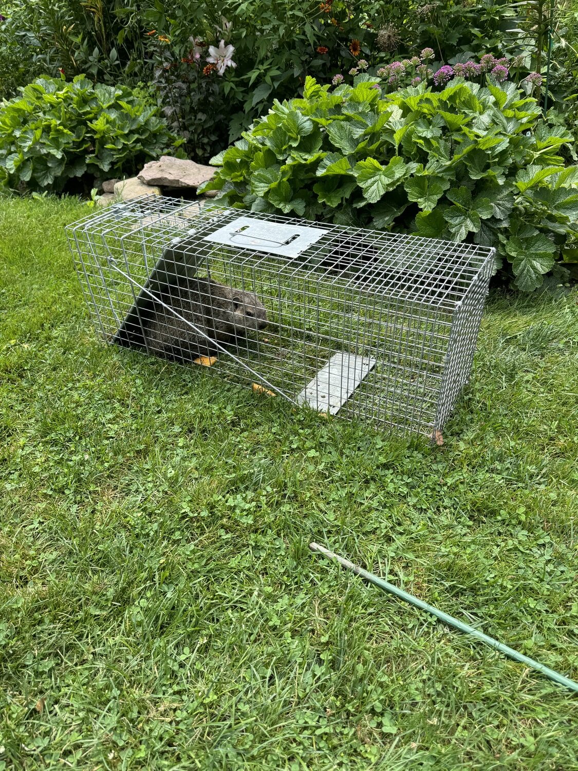 Phil, a portly 7-pounder, safely sequestered in a Havahart trap. He just couldn’t resist the ripe, sweet cantaloupe. Wear plastic gloves when handling baits so your scent isn’t present, and wear gloves while handling the trap. ANDREW MESSINGER