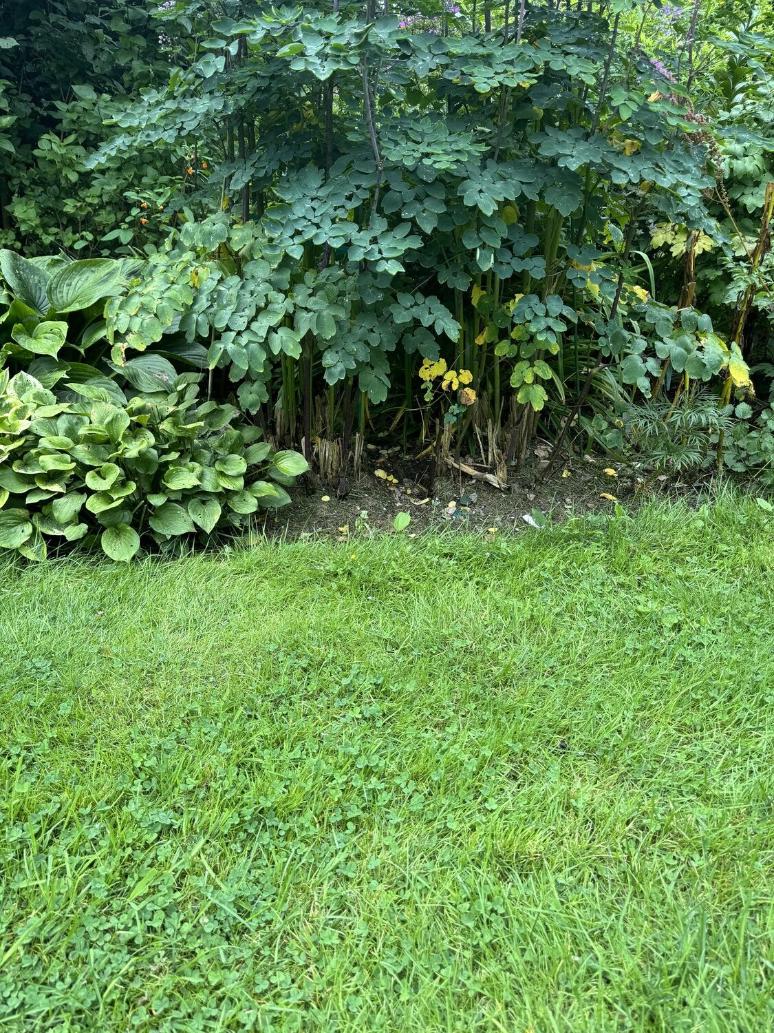 Phil could often be seen peering out from his pathway under the group of Thalictrums.  His pathway starts in the center just off the lawn and extended six feet towards his den. ANDREW MESSINGER