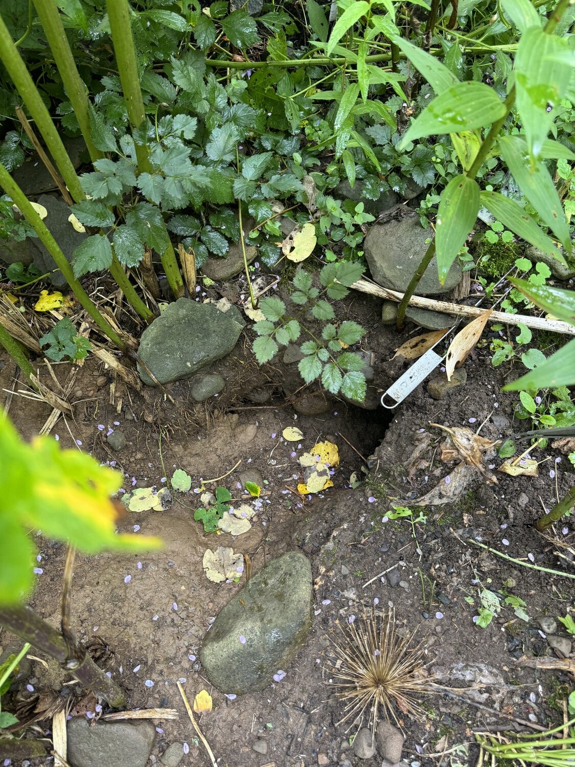 Phil’s original den entrance. He was easily able to remove the large rocks then excavate his tunnel under the garden. ANDREW MESSINGER