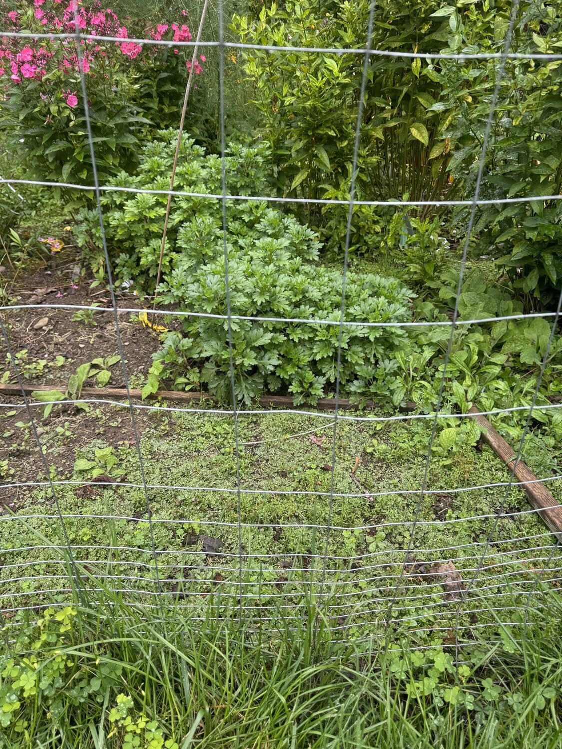 Five-foot-tall rabbit fencing surrounding the trial garden. The fence is buried several inches to stop diggers from getting in, but the rabbits were able to stand on their hind legs and then reach in through the larger holes above — and get out the same way. ANDREW MESSINGER