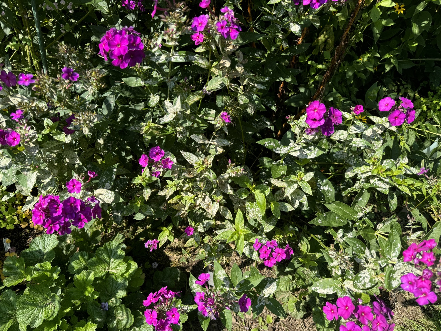 Powdery mildew on the foliage of Phlox paniculata 