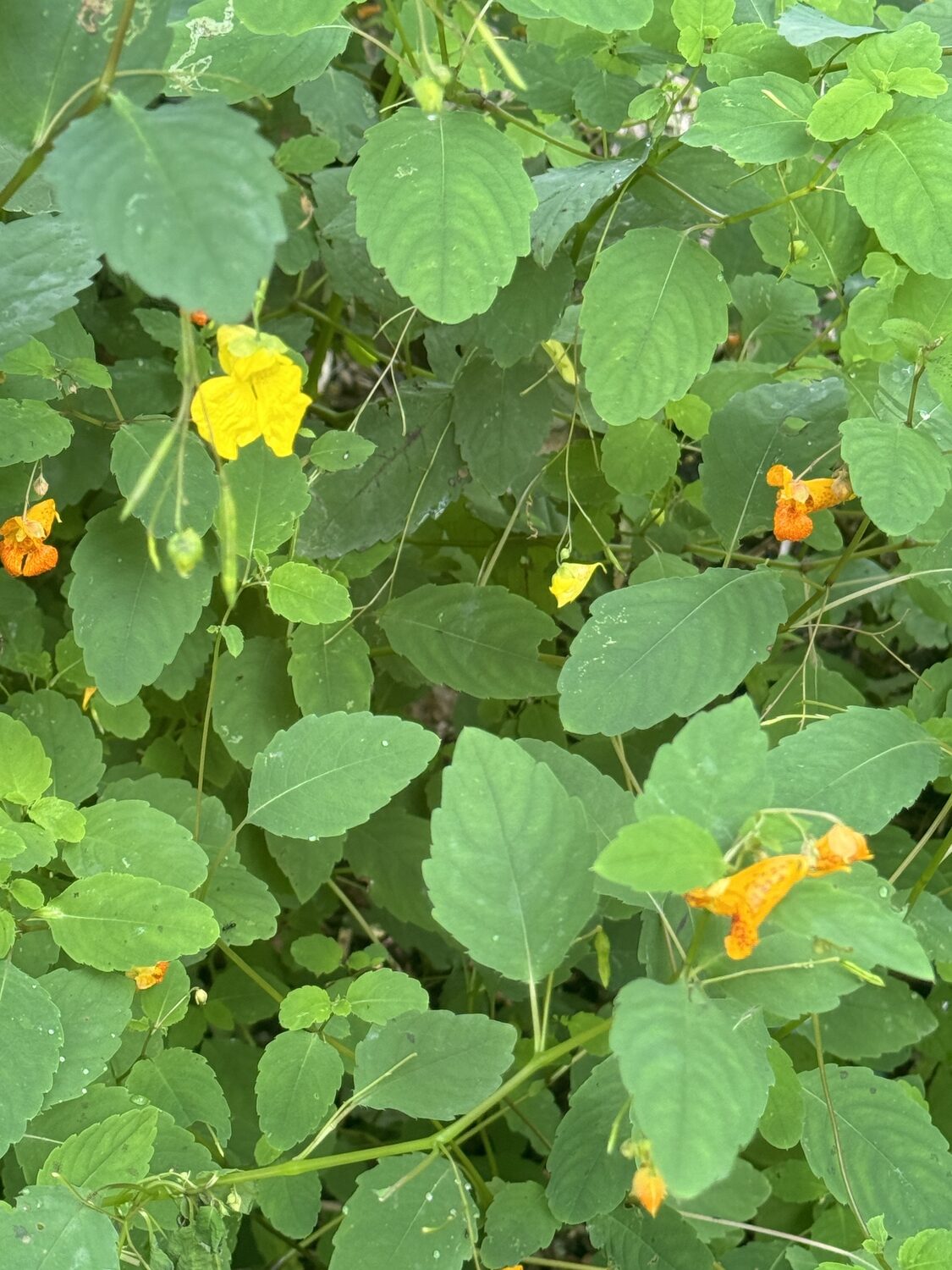 Two of our native Impatiens ( I. capensis on the right and I. pallida on the left) in an experiment gone very wrong.  The seeds form in inch-long 