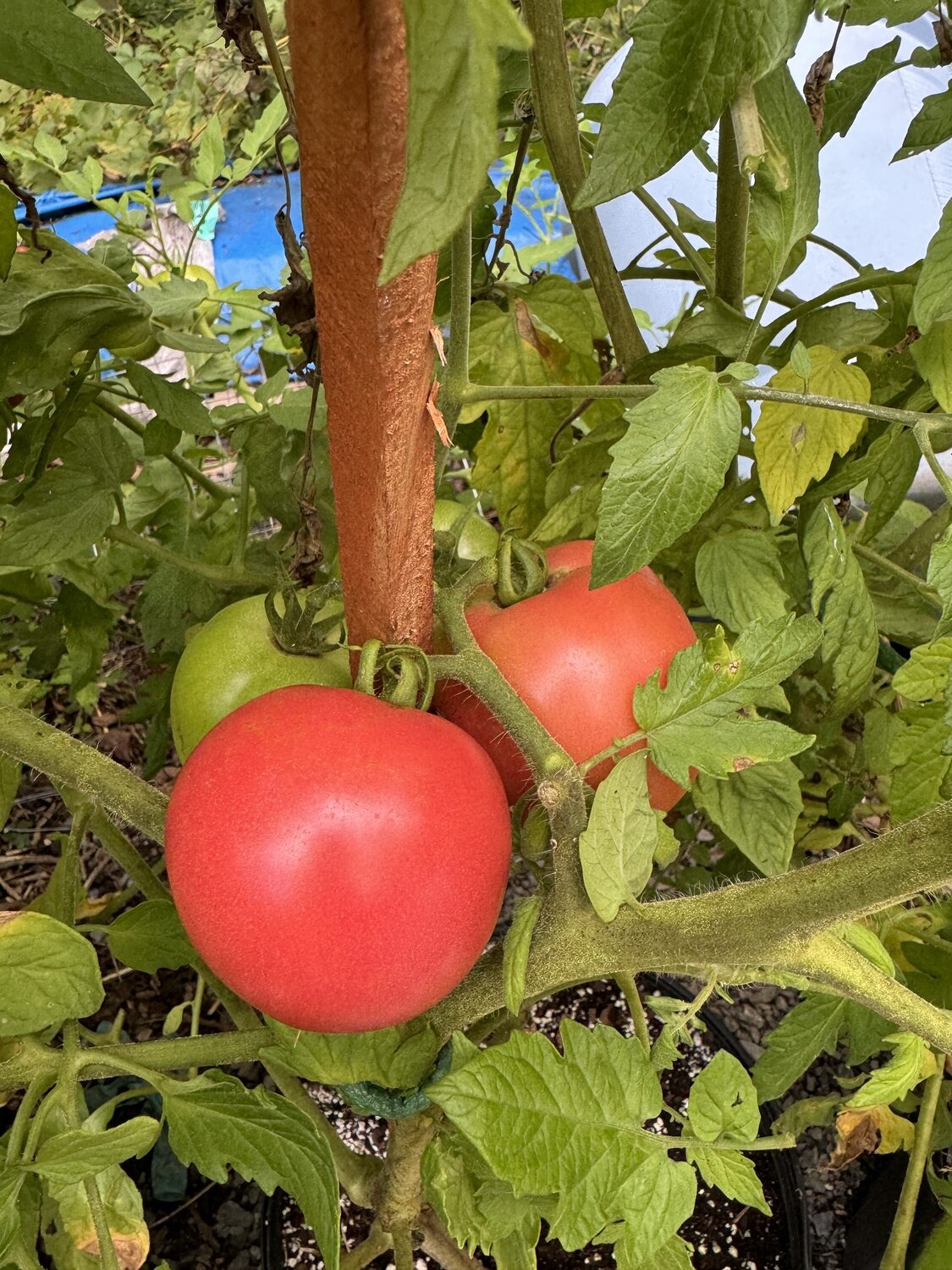 Tomato Strawberry Fields is an F1 hybrid from Johnny’s Seeds. A 