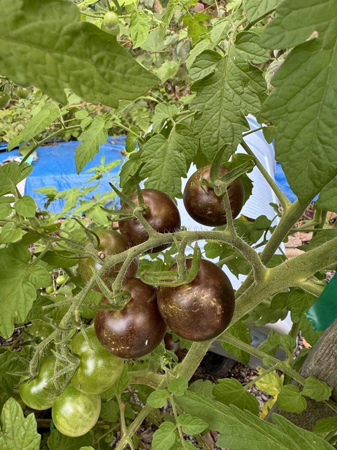 This purple tomato is a small type by Norfolk Healthy Produce, and based on the color it’s ripe but maybe not mature. This tomato was developed for its high anthocyanins content but so far the taste is not its best attribute. It’s genetically modified with a snapdragon gene added.  ANDREW MESSINGER