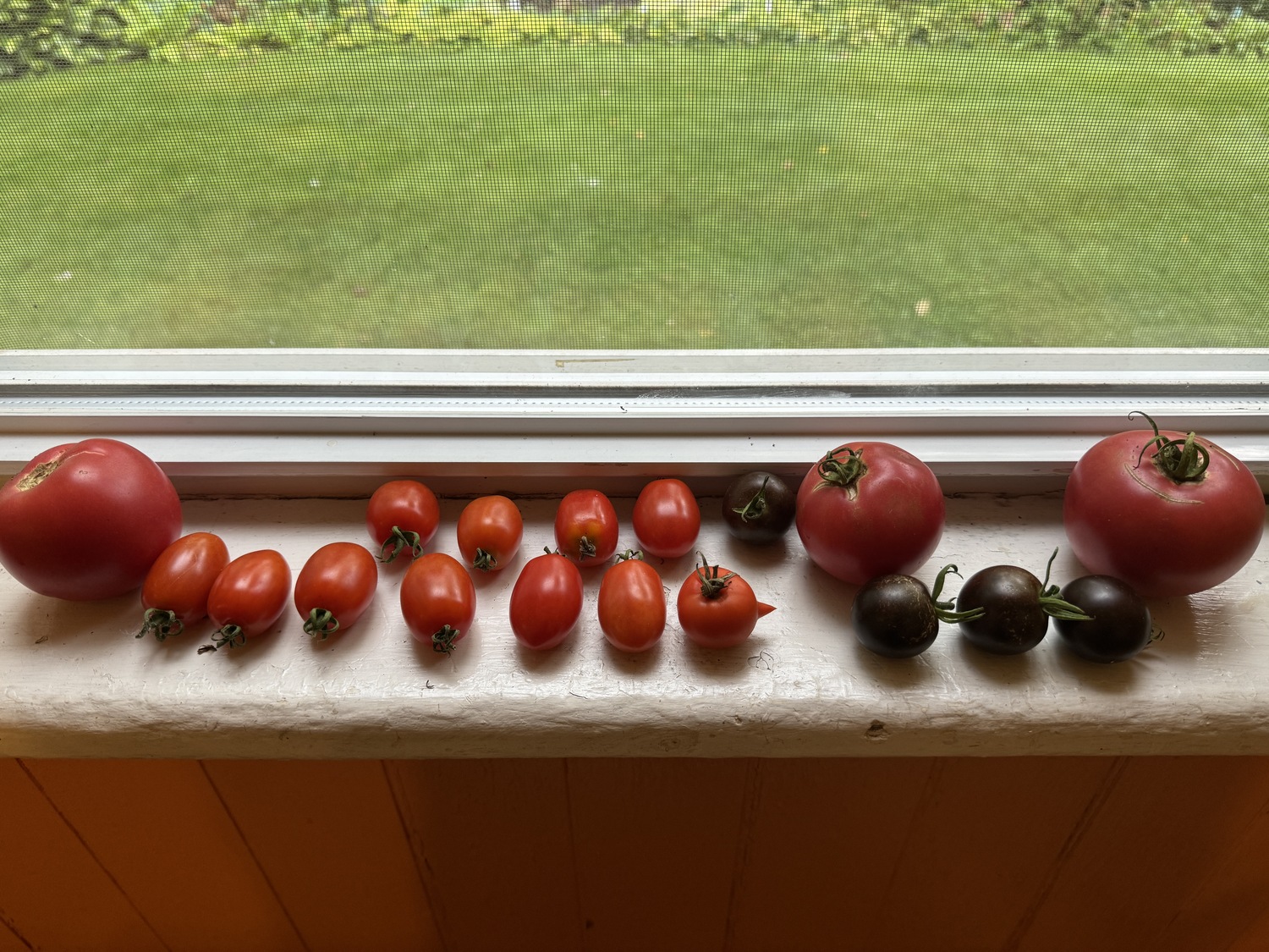 In order to keep the chipmunks from getting the first taste, this collection of tomatoes is maturing on the windowsill. Included are Strawberry Fields, the purple tomato and Candy Bell. The one with the Pinocchio nose  (right of center) is a mutation.  ANDREW MESSINGER