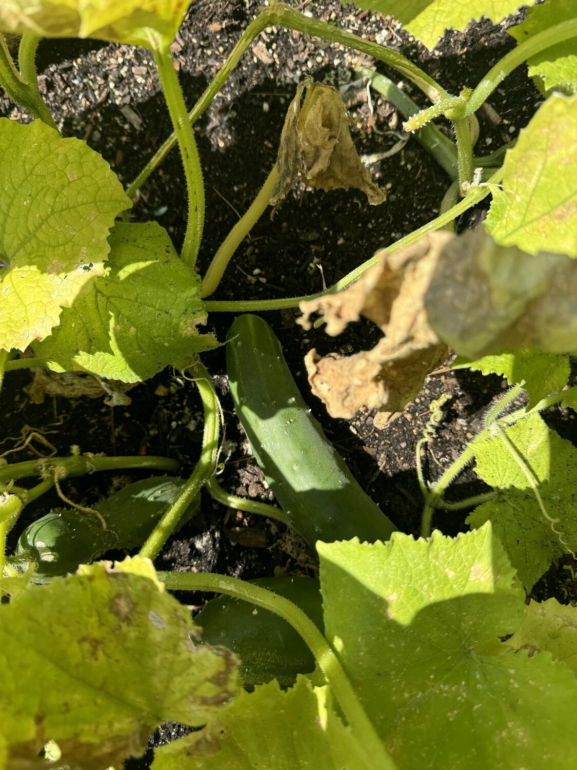 Cucumbers are great at hiding until they get too large to be edible. These two look just about right based on their size and days since planting. ANDREW MESSINGER