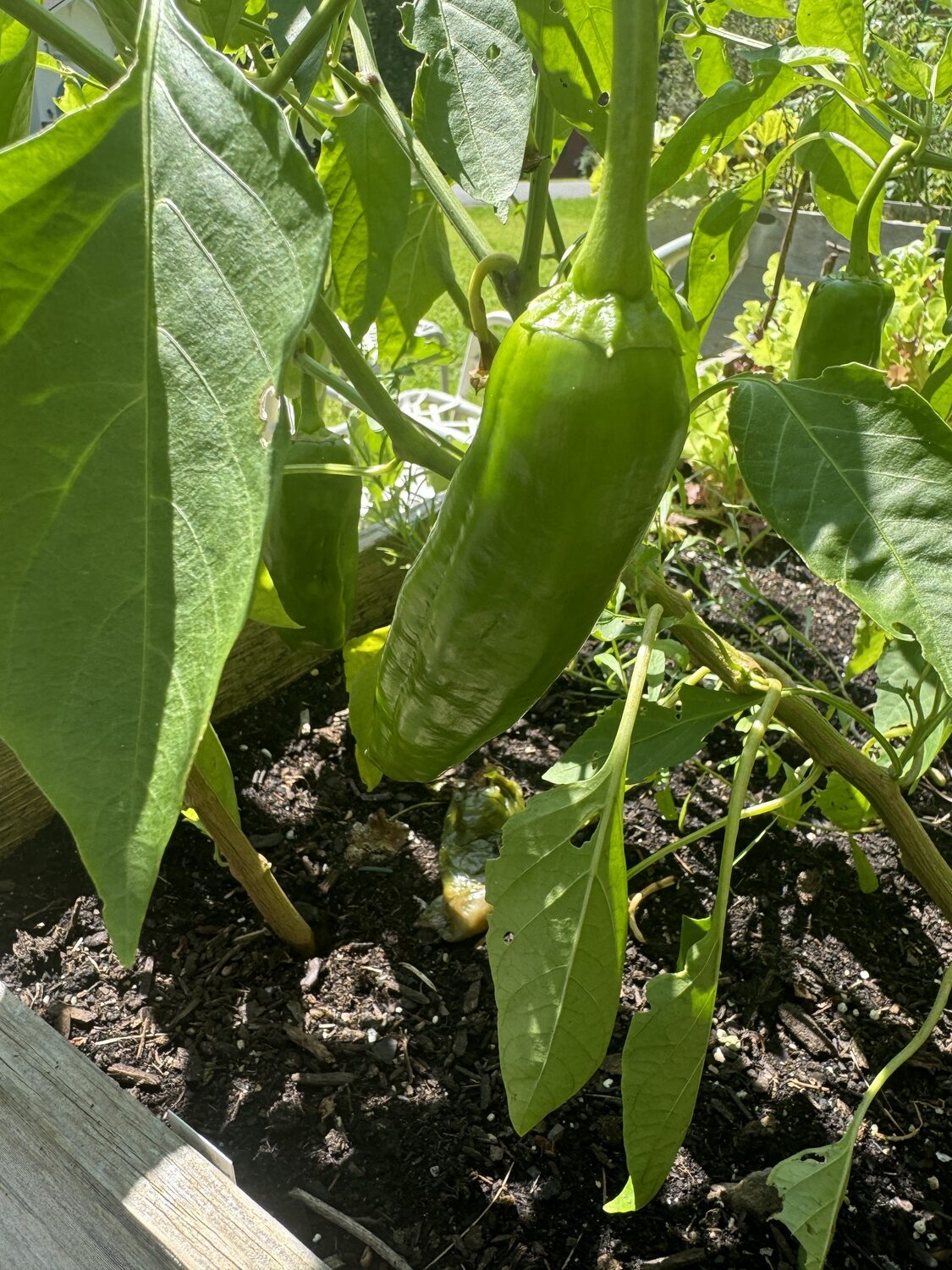 This a frying-type pepper being grown in a raised bed. Is it ripe or mature? The information in the seed catalog or on the seed packet will be your best guide if you’ve never grown it before.  ANDREW MESSINGER