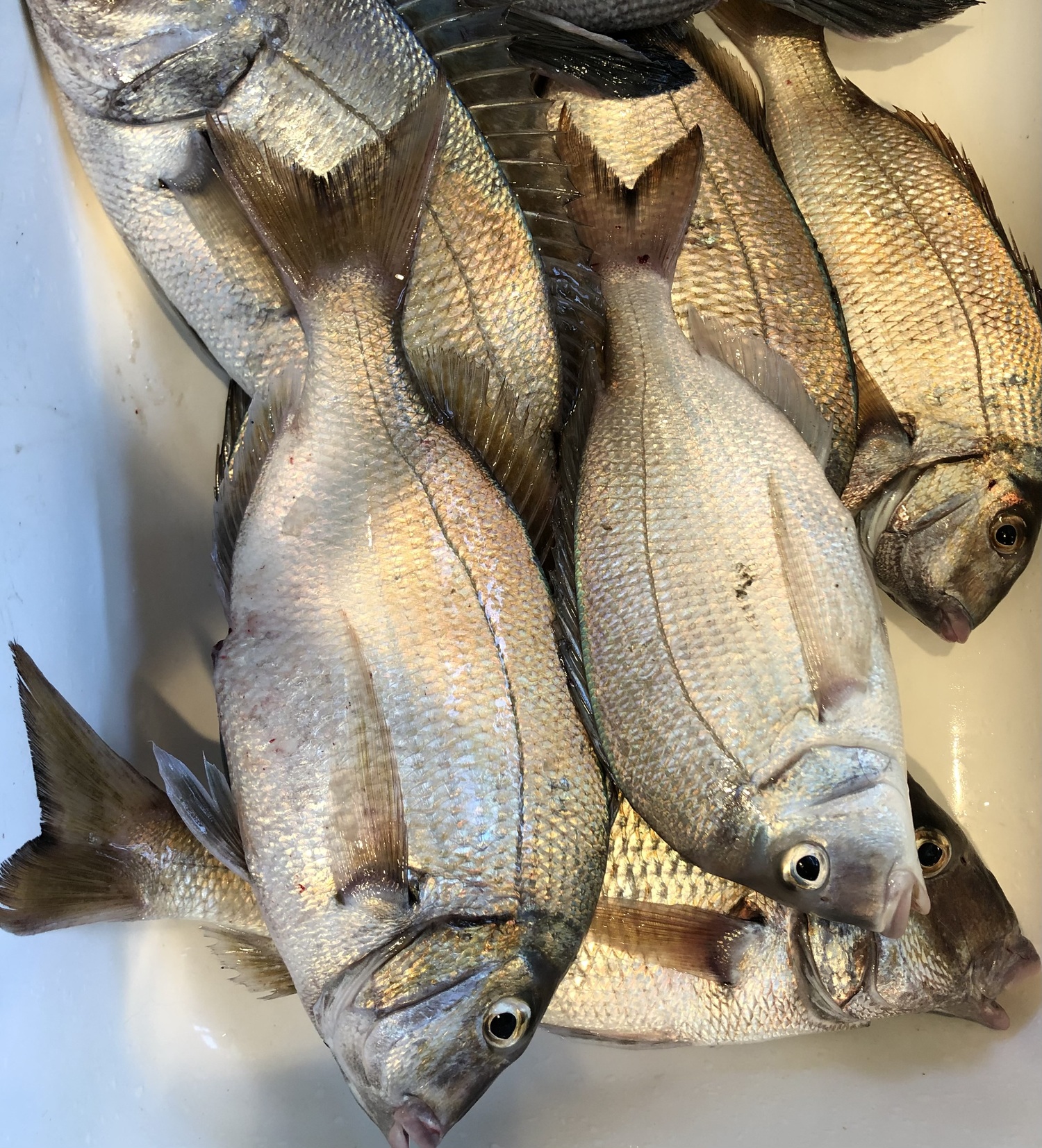 Recent porgy catch.    COURTESY SUE DANIELS