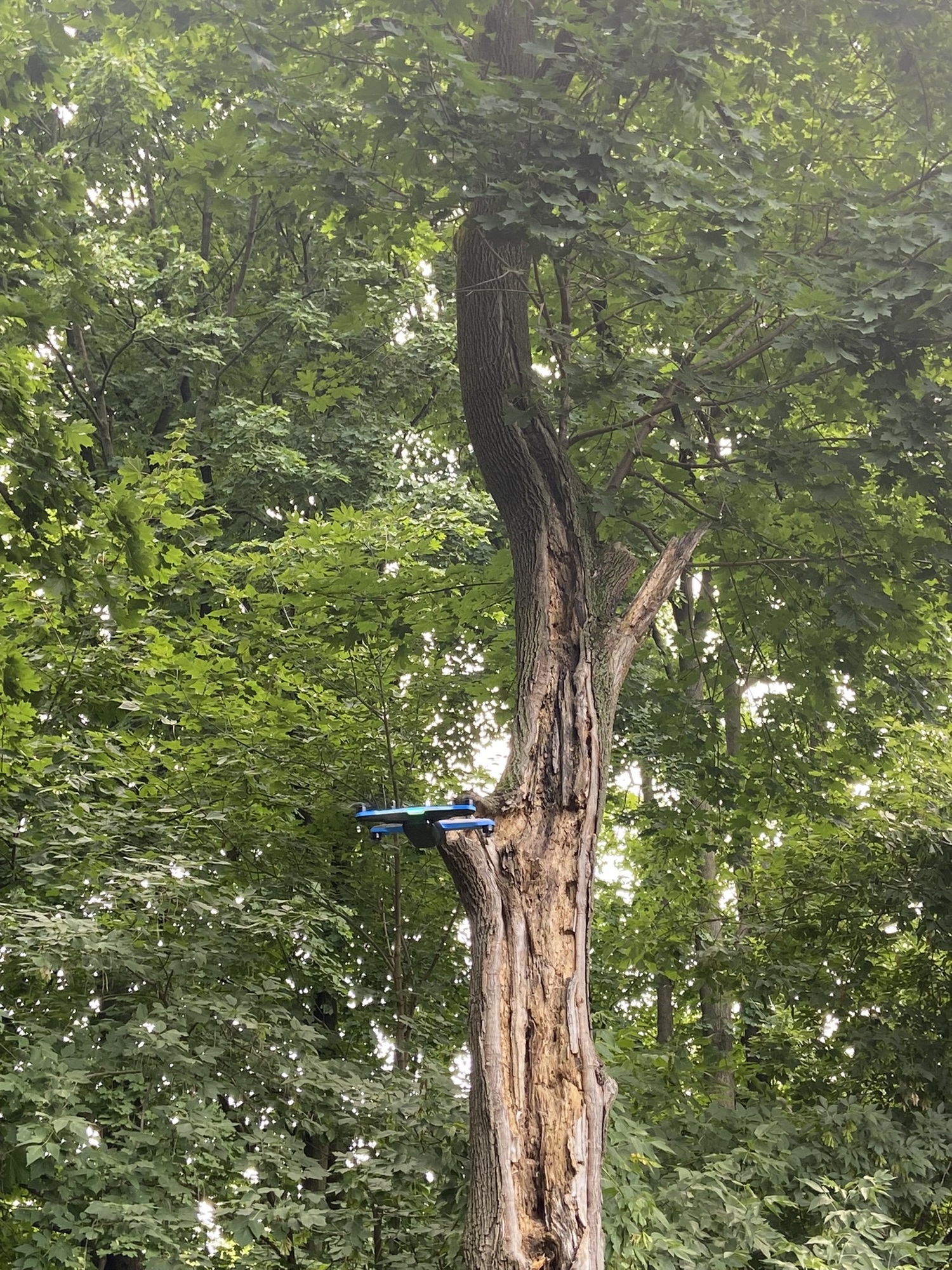 A drone that horticultural inspectors use to spot spotted lanternflies. COURTESY HANNA BIRKHEAD