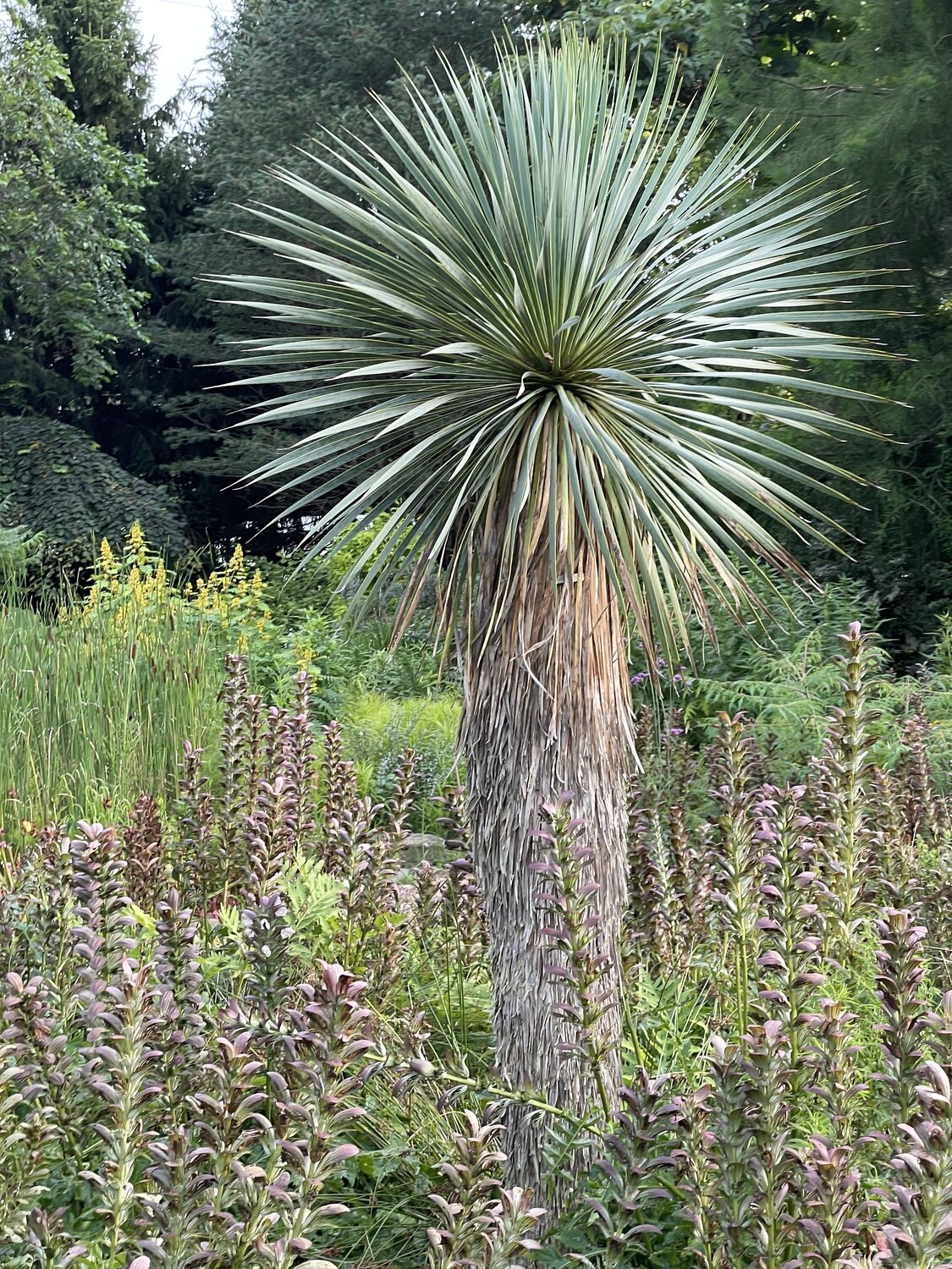 From Native Plants to the Tropics: Landcraft Garden Foundation Has It All