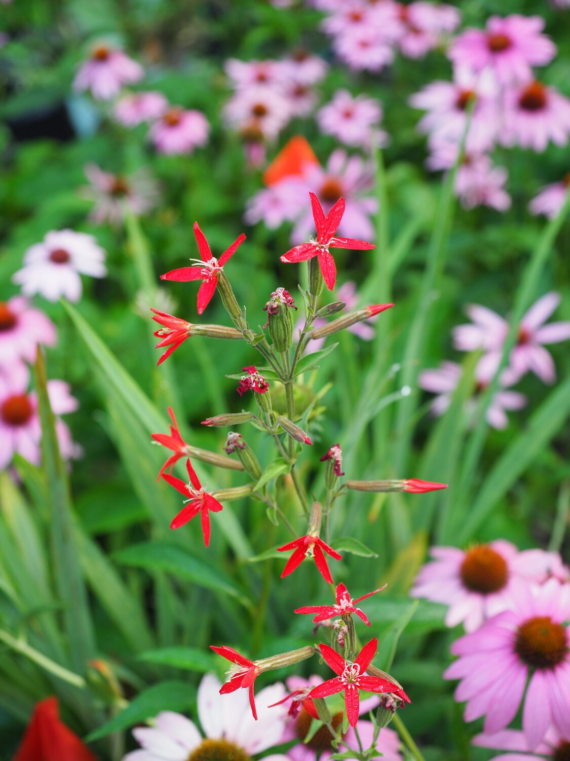 A wildflower native to the Midwest, Silene regia, or the royal catchfly, showed up in my native Echinacea bed. A bit past its prime in the picture, but the 1-inch, five-petaled, red flowers are striking on the 2-foot-tall stems.   ANDREW MESSINGER