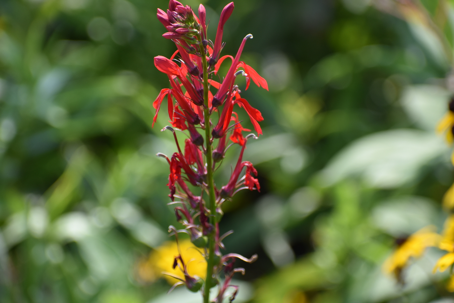 Cardinal flower in the East Quogue Pollinator Garden. BRENDAN J. O'REILLY