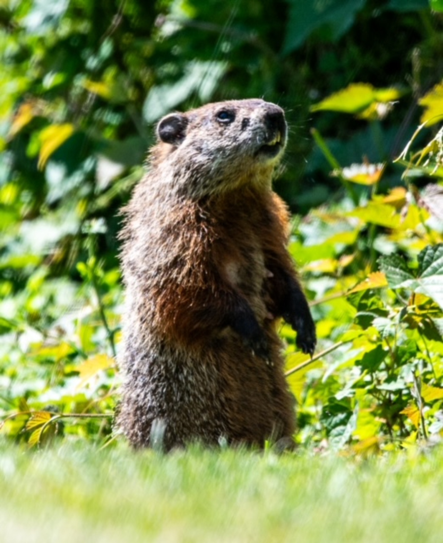 Groundhog.  TOM FUCCI