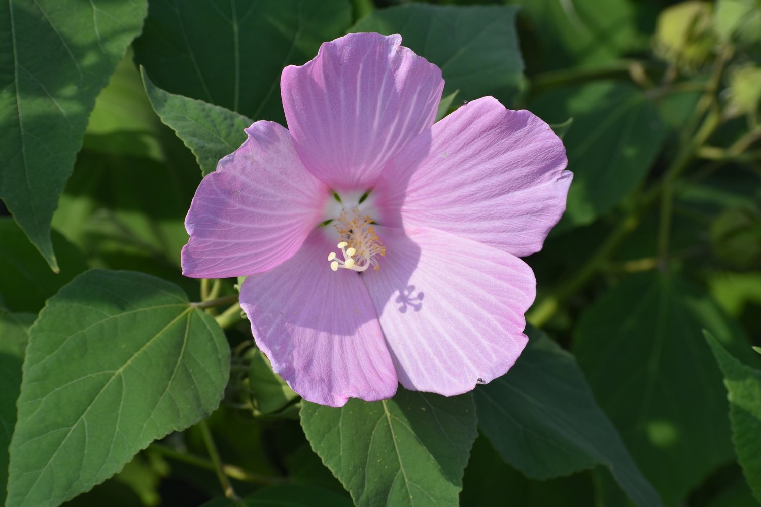 Swamp rose mallow, Hibiscus moscheutos, in the East Quogue Pollinator Garden. BRENDAN J. O'REILLY