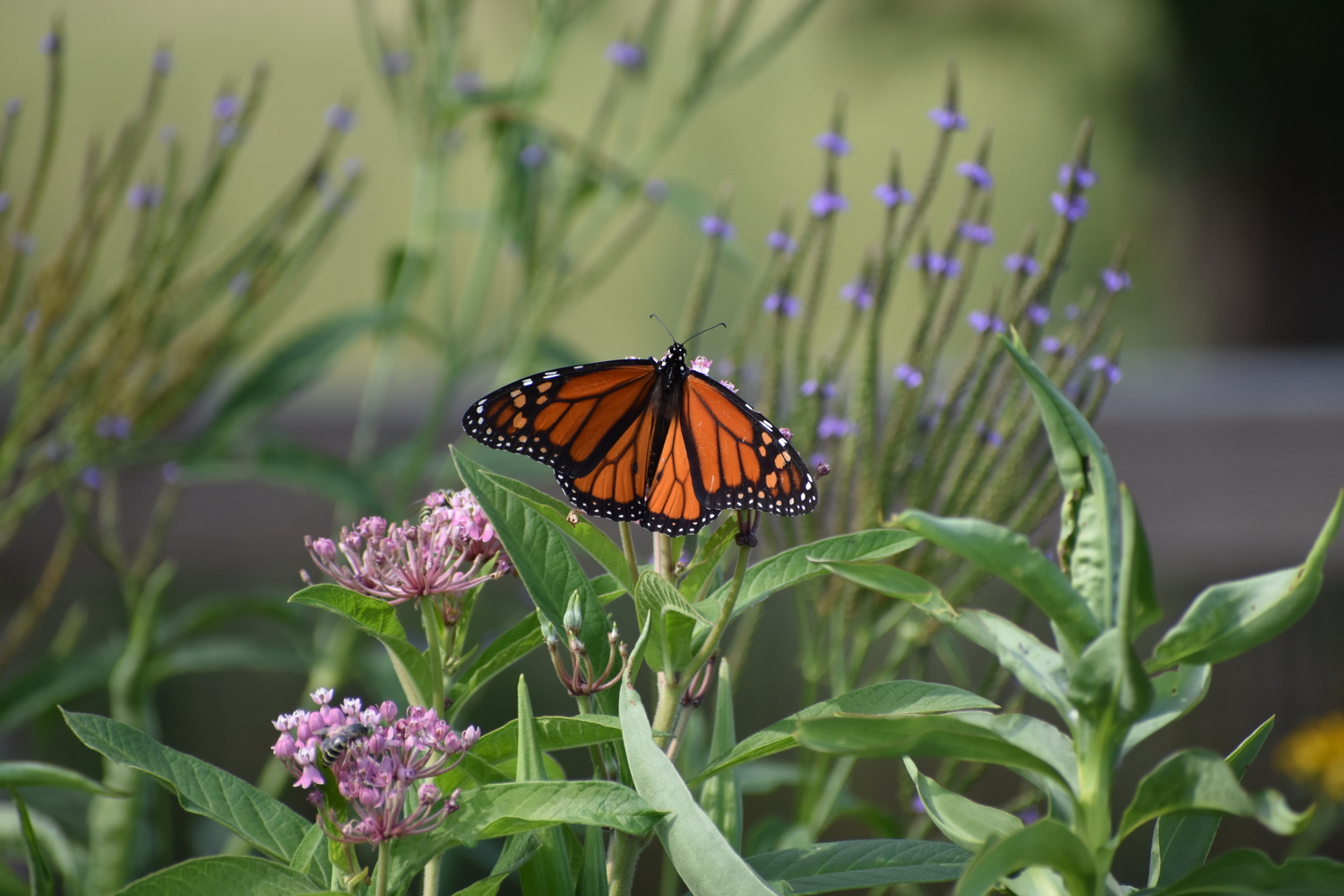 A monarch butterfly on swamp milkweek in the East Quogue Pollinator Garden. BRENDAN J. O'REILLY