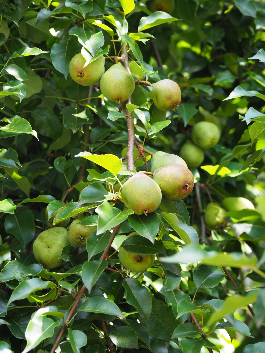 Pears are usually picked when ripe and not mature. They're allowed to mature off the tree as that allows them to sweeten up. These are Sickle pears ready for harvesting. ANDREW MESSINGER