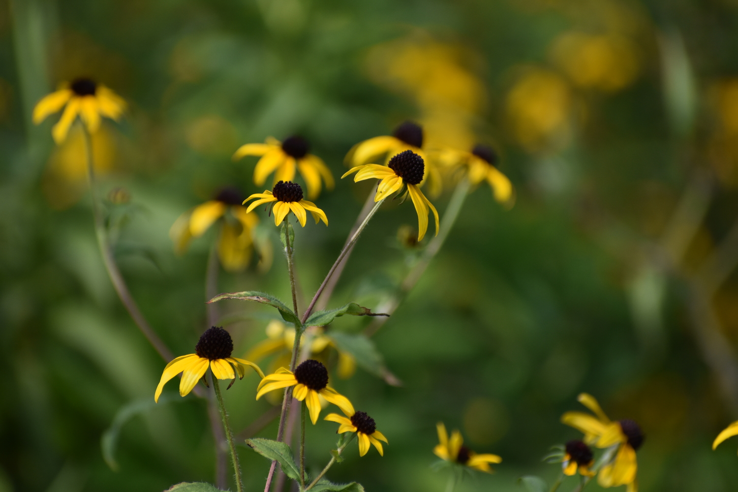 Brown-eyed Susan, Rudbeckia triloba, in the East Quogue Pollinator Garden.  BRENDAN J. O'REILLY