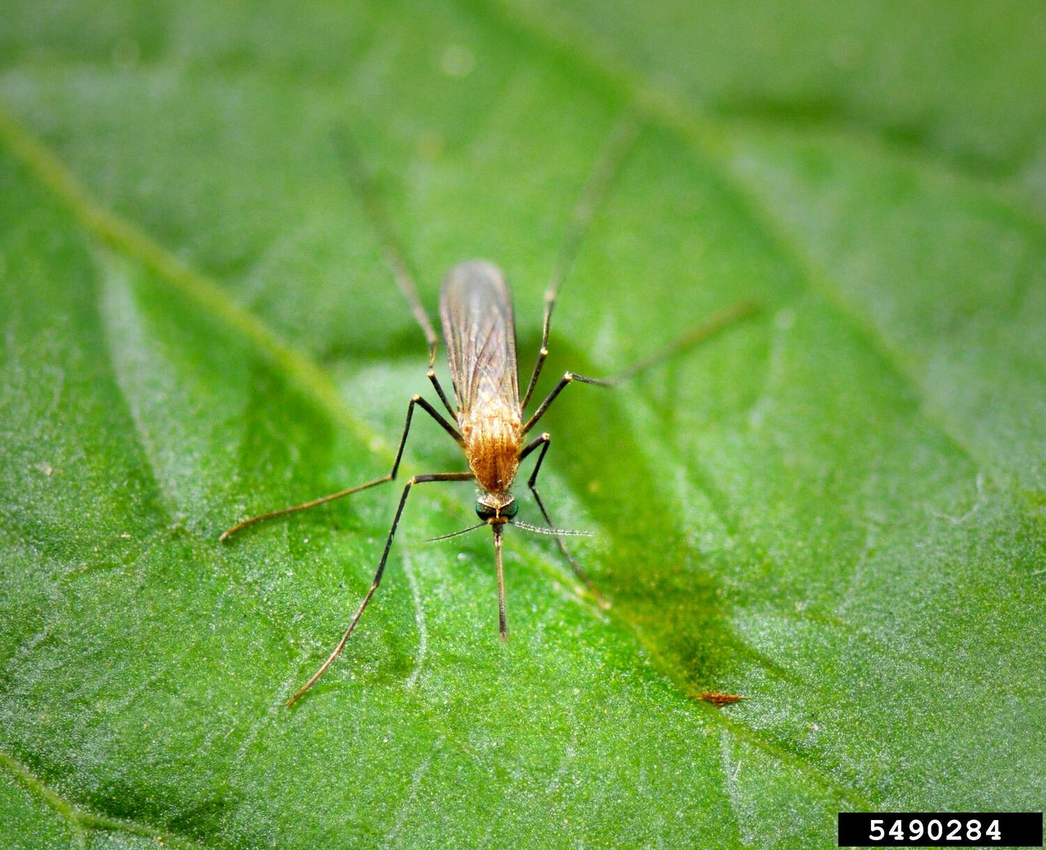 Northern house mosquito, Culex pipiens.   
ARY FARAJOLLAHI, BUGWOOD.ORG | <a href=