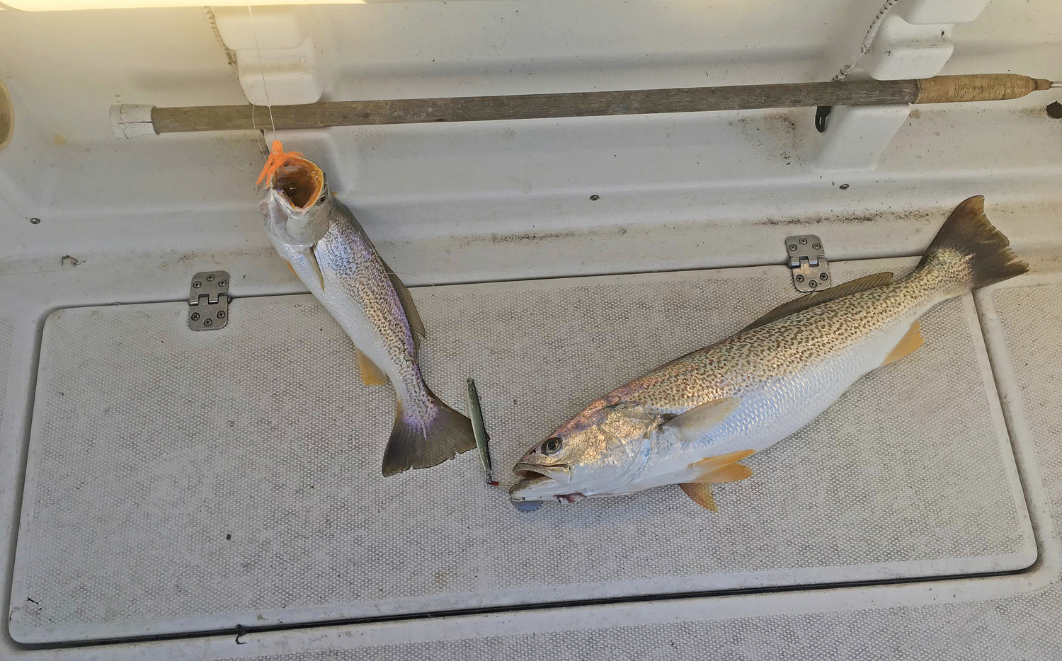 Doubleheader weakfish.     COURTESY SUE DANIELS