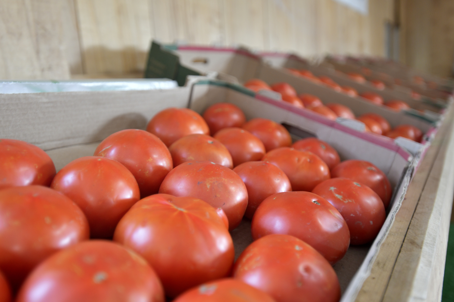 Lenny Bruno Farms in Manorville.  DANA SHAW