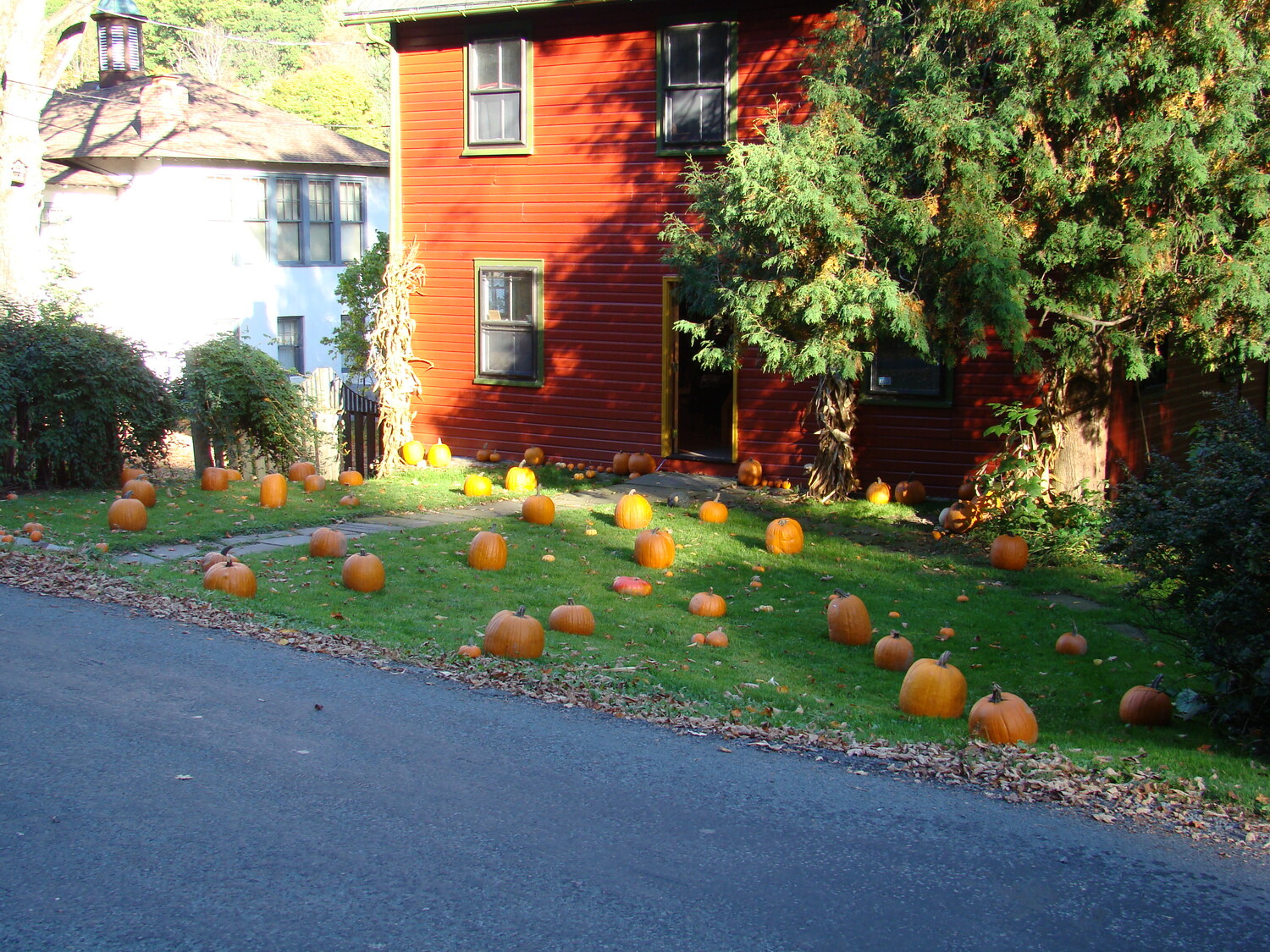 Then there is neighbor Nancy’s front lawn. Every year she travels to a local farm, fills her van with the orange orbs.  When it gets really cold the pumpkins begin to fall apart and then the local fauna get to feast.  ANDREW MESSINGER