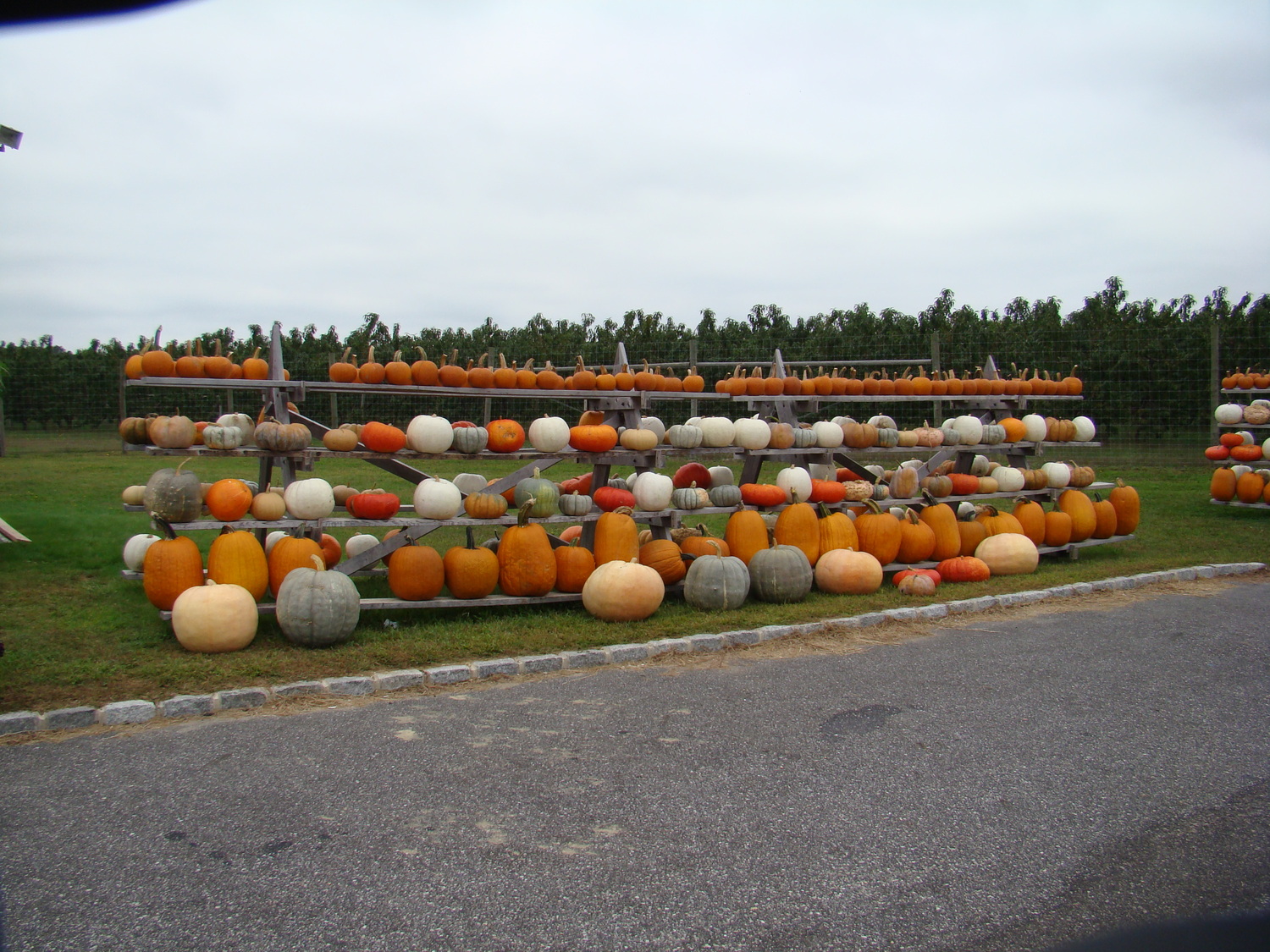 This South Fork farmers market has just a few pumpkin choices. Flat, round and oval. Smooth and warts. White, striped and bicolored.  Hard to choose just one, so why not several? Be artistic and creative.  ANDREW MESSINGER