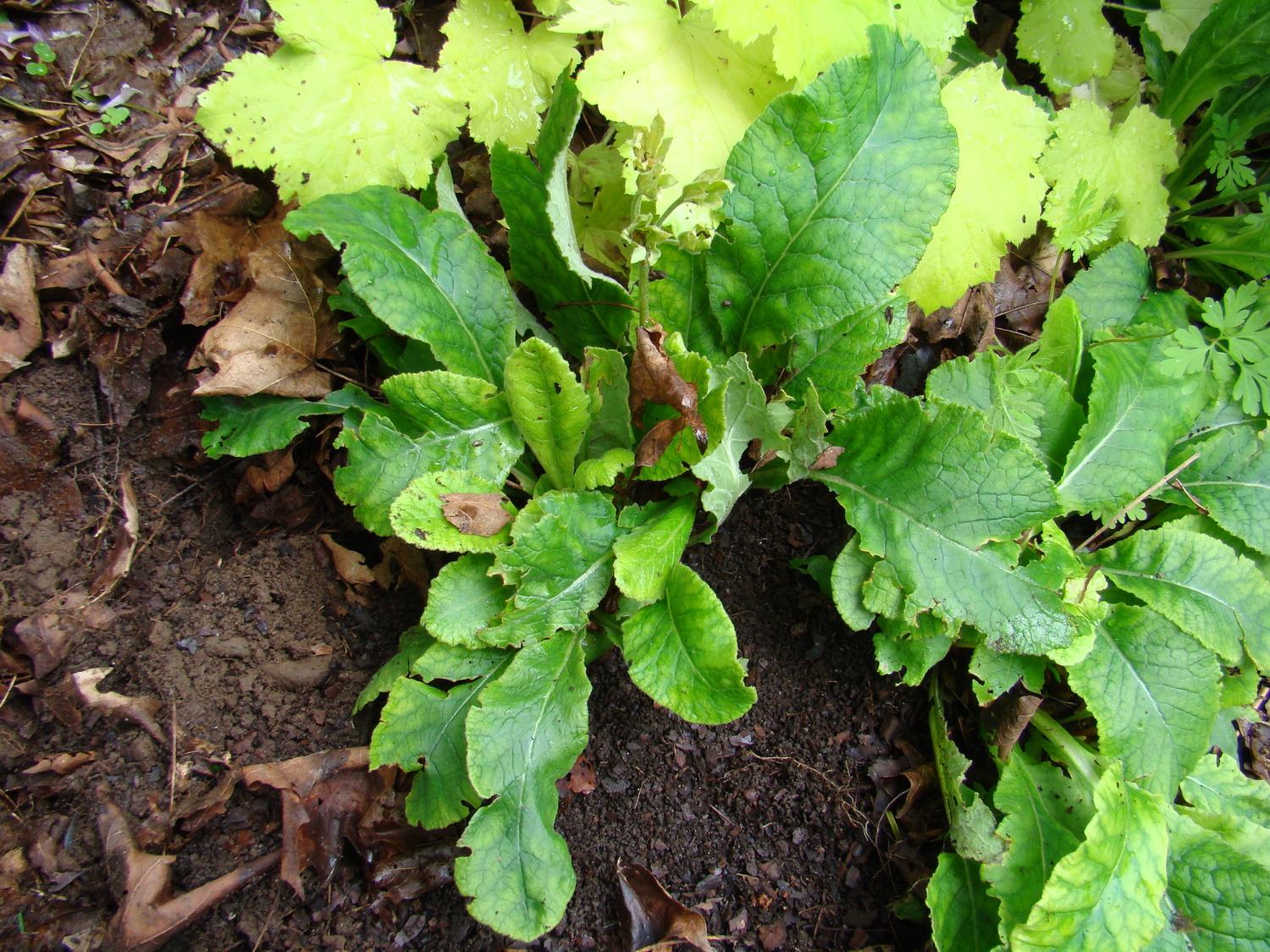 A clump of Primula in early spring but after flowering. The clump has several 