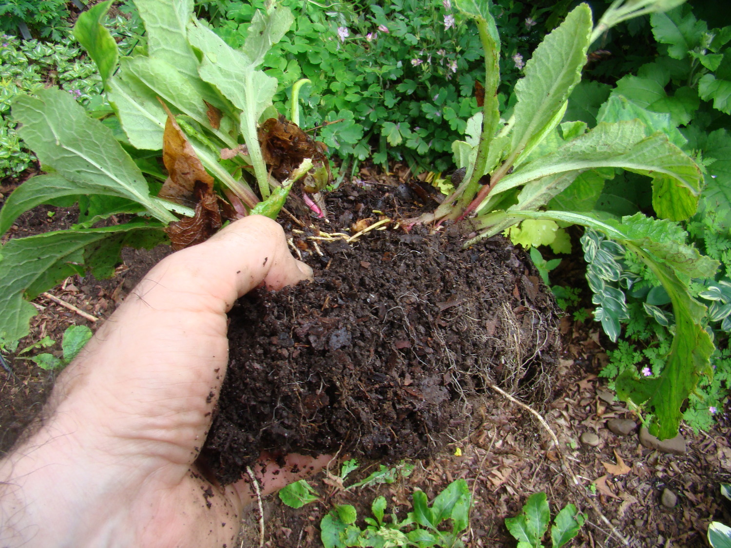 The entire clump of the Primula is dug, and the offsets or just a single offset on the right is easily removed and ready for transplanting.  ANDREW MESSINGER