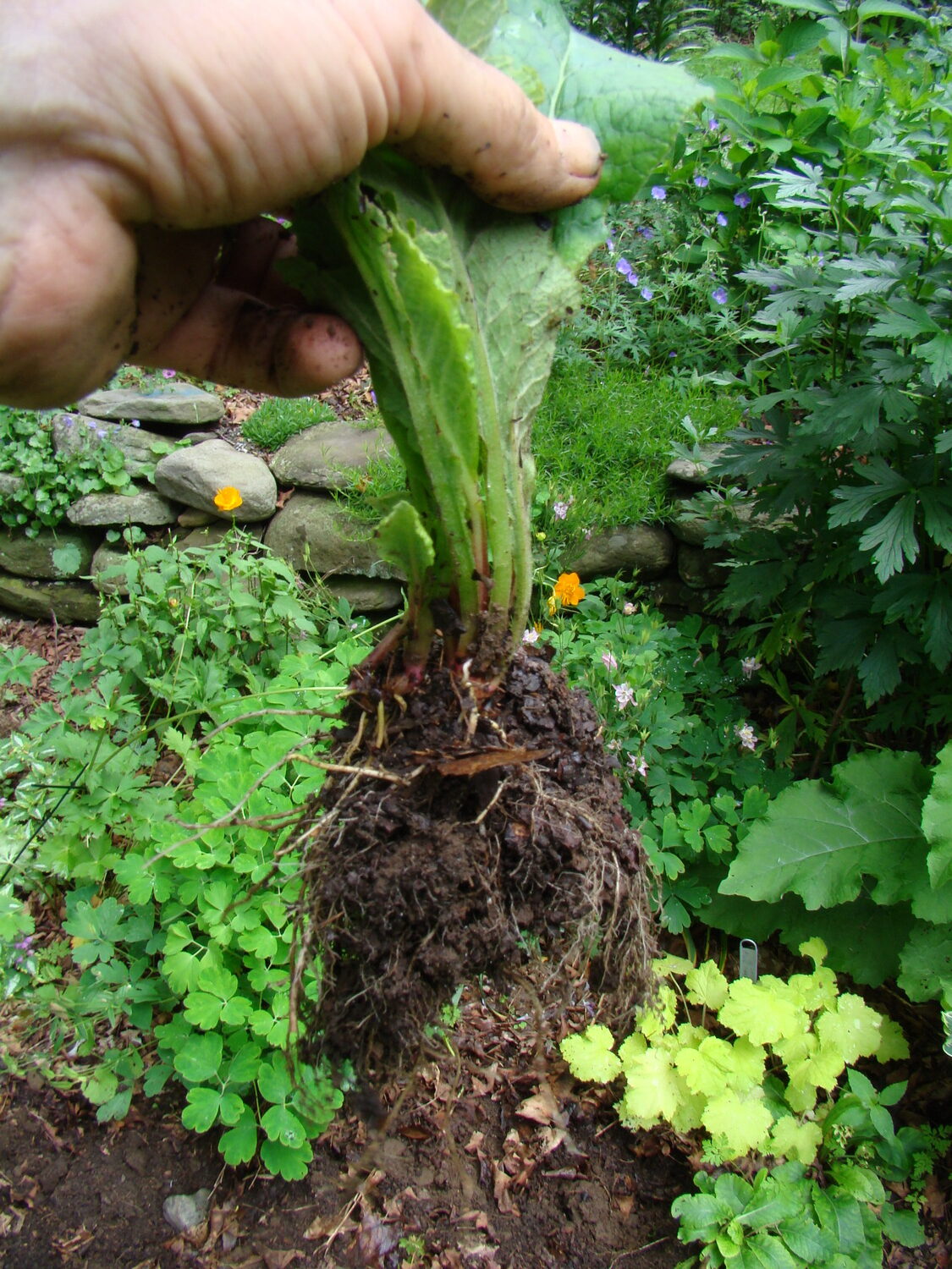 The offset is removed with plenty of foliage and roots intact. It simply needs to be replanted at the same depth and lightly watered. The established plant will flower the following spring and will again be divisible in a few years. Free plants.  ANDREW MESSINGER