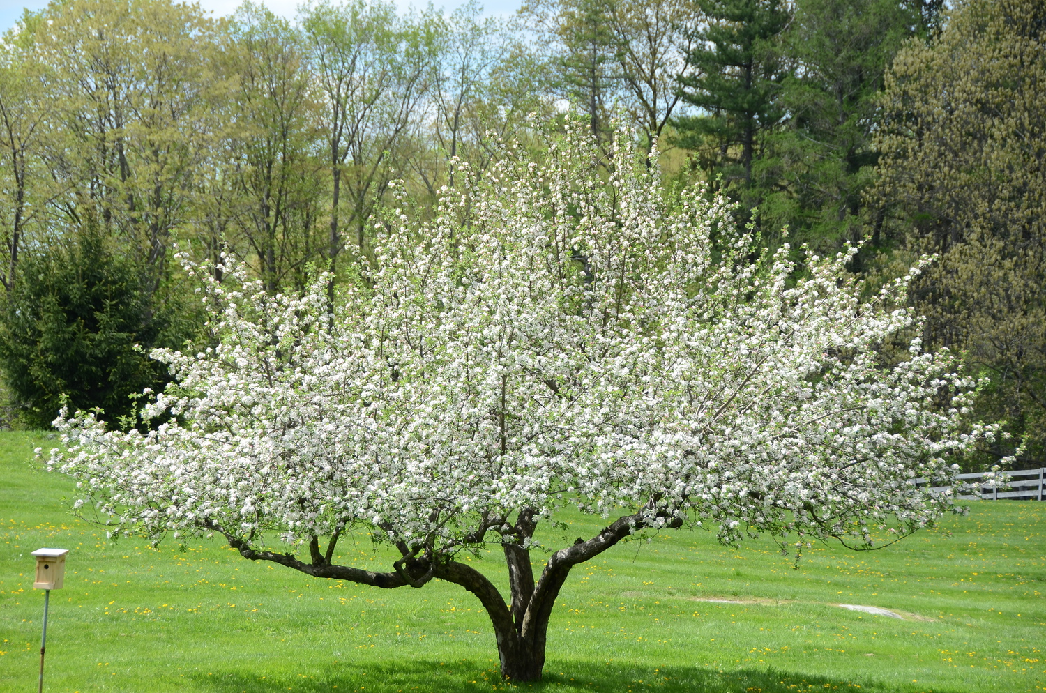 Apple trees are often grown as ornamentals because their spring flower displays are magnificent and the scents are incredible but subtle. This tree has been pruned for a wide spring display as opposed for fruit production. ANDREW MESSINGER