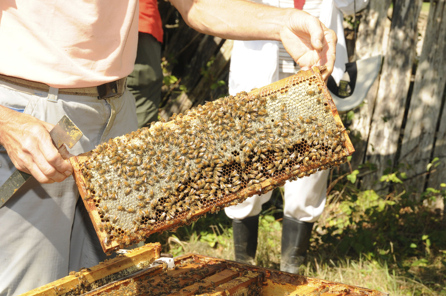 Beekeeper Mary Woltz of the Bees Needs spoke about bees and beekeeping on Saturday morning at Quail Hill Farm in Amagansett followed by a demonstration.   RICHARD LEWIN