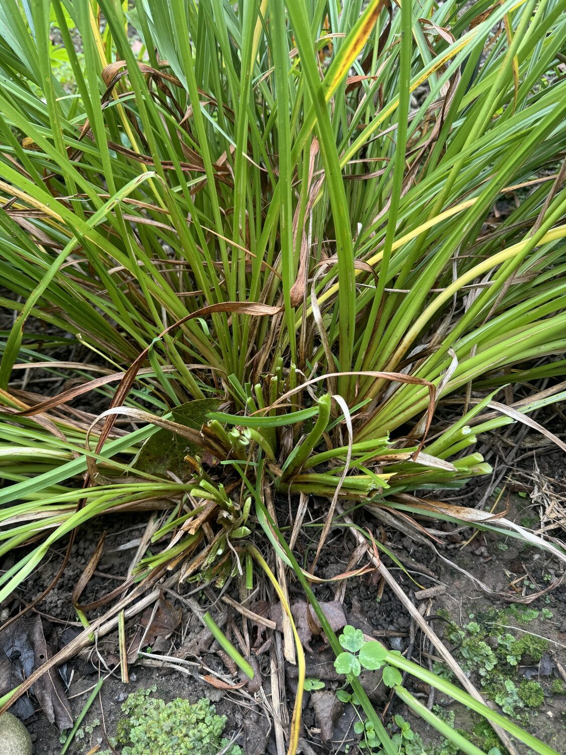 Notice that a section of the foliage has been removed to 3-to-5-inch stubs. This is the section that will be removed for replanting.  ANDREW MESSINGER