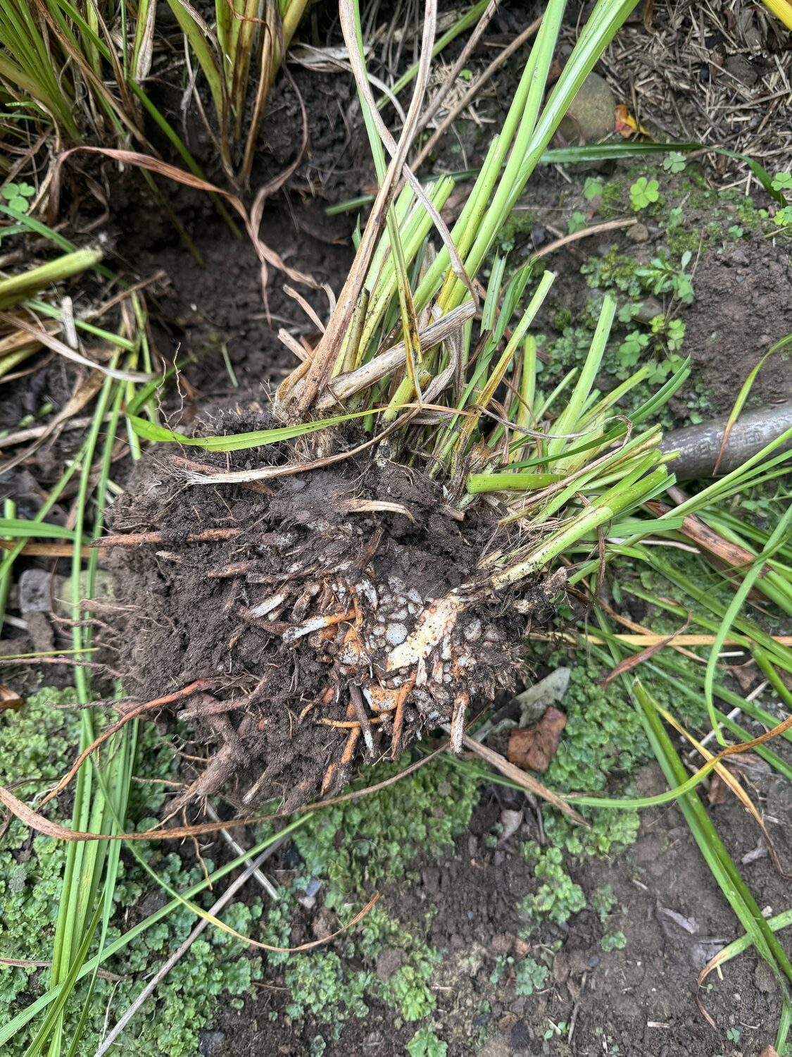 By pushing backward on the spade handle, this 8-inch-square section of the daylily is lifted from the parent plant and can be replanted in its new home.  One of the easiest plants to divide this clump will not only grown but it will flower next summer.  The hole left behind should be refilled with compost.  ANDREW MESSINGER