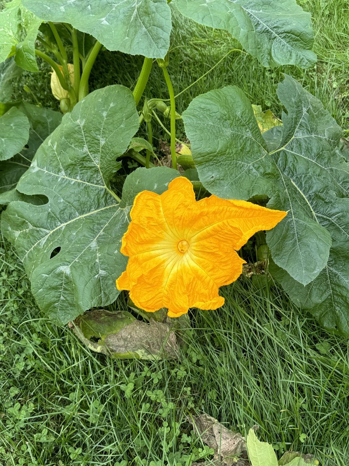 What bee could possibly resist this voluptuous pumpkin flower? ANDREW MESSINGER