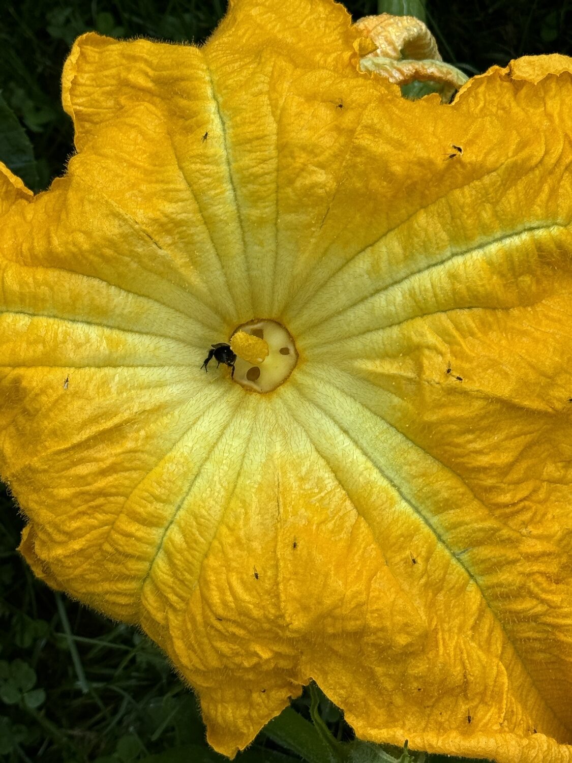 This bee couldn’t resist. But it takes repeated visits for good pollination to take place.  ANDREW MESSINGER