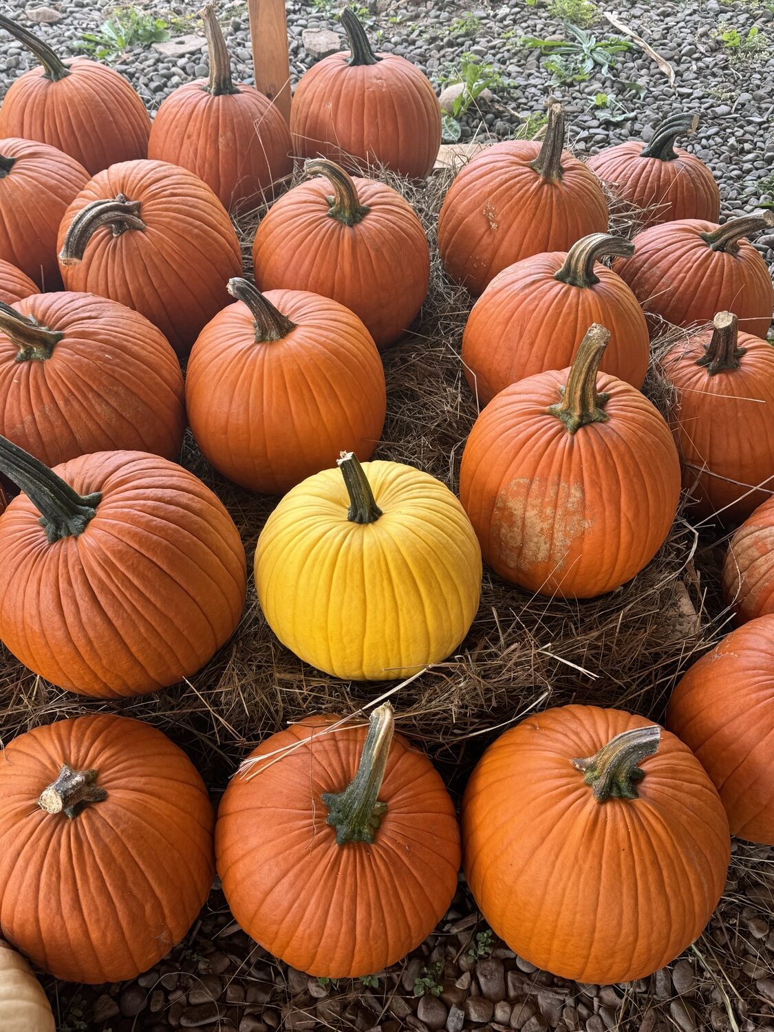 This year the new pumpkin on the block may be yellow. ANDREW MESSINGER