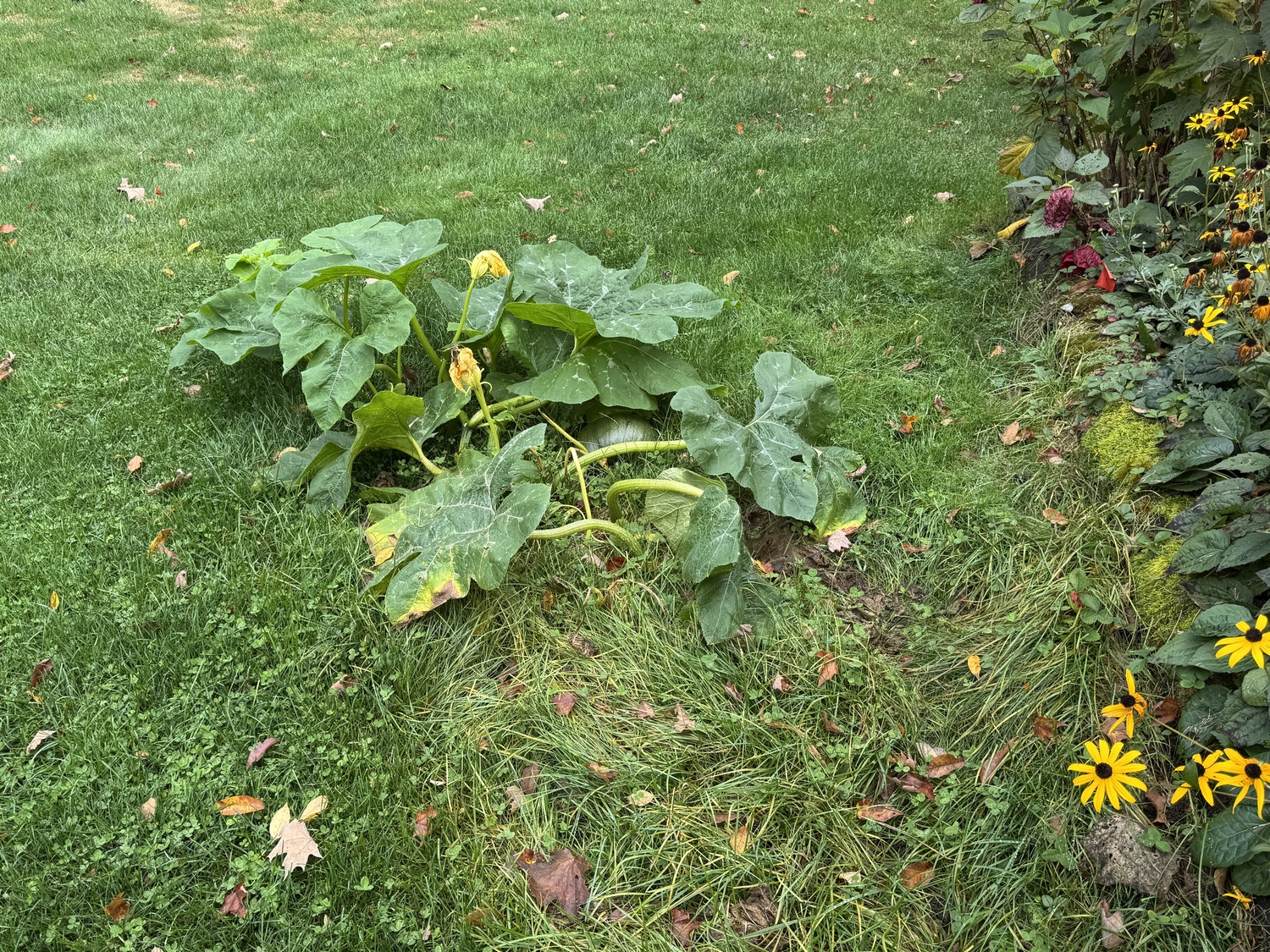 After months of growing through the lawn the stem of this chipmunk-planted pumpkin is now buried under the grass. You can see the developing pumpkin on the right side of the plant. Will it turn orange by Halloween? ANDREW MESSINGER