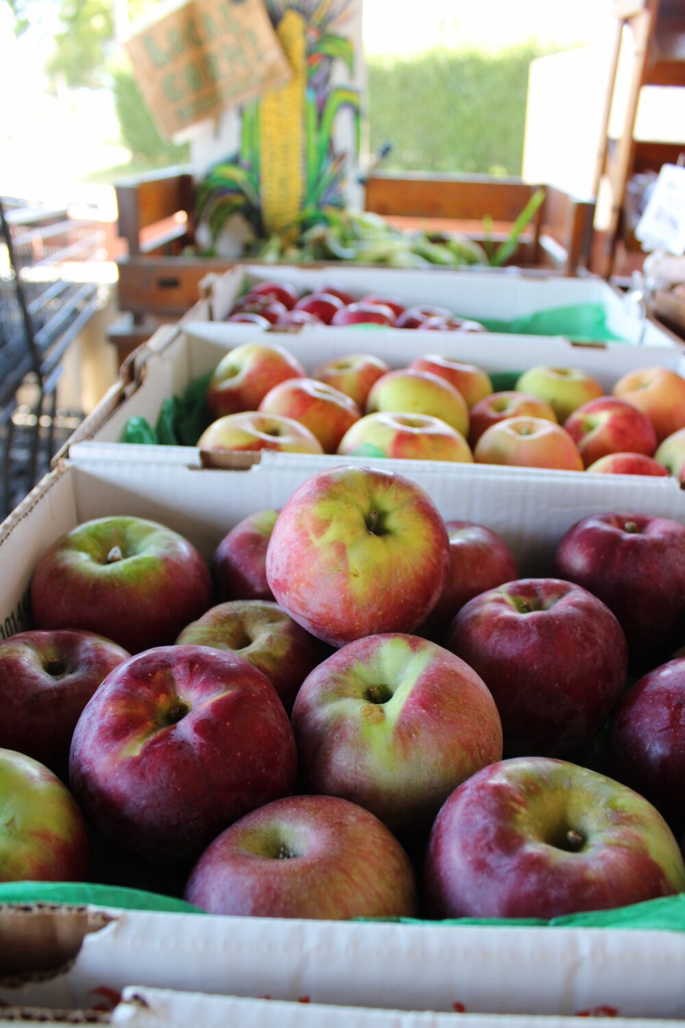 At the Green Thumb in Water Mill, the first of the season's apples sharing space with the last of the summer corn ROBYN DIEDRIKS