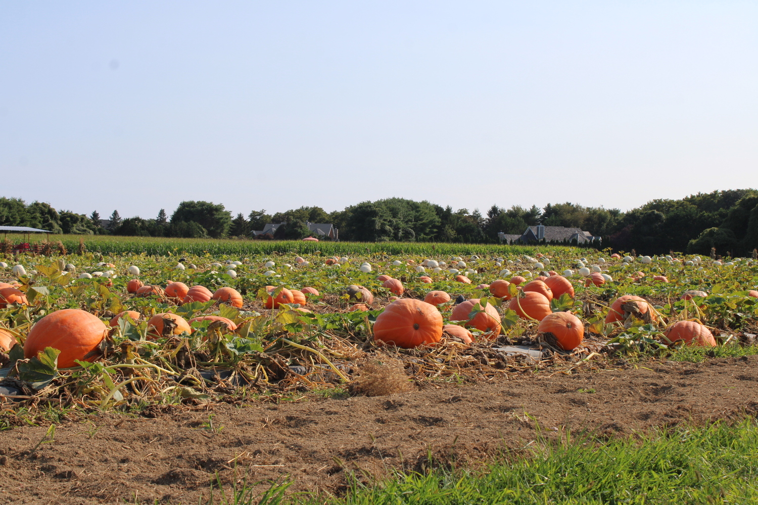 Hank's Pumpkin Town is gearing up for the busiest time of year with a variety of pick-your-own pumpkins and other family fun activities. ROBYN DIEDRIKS