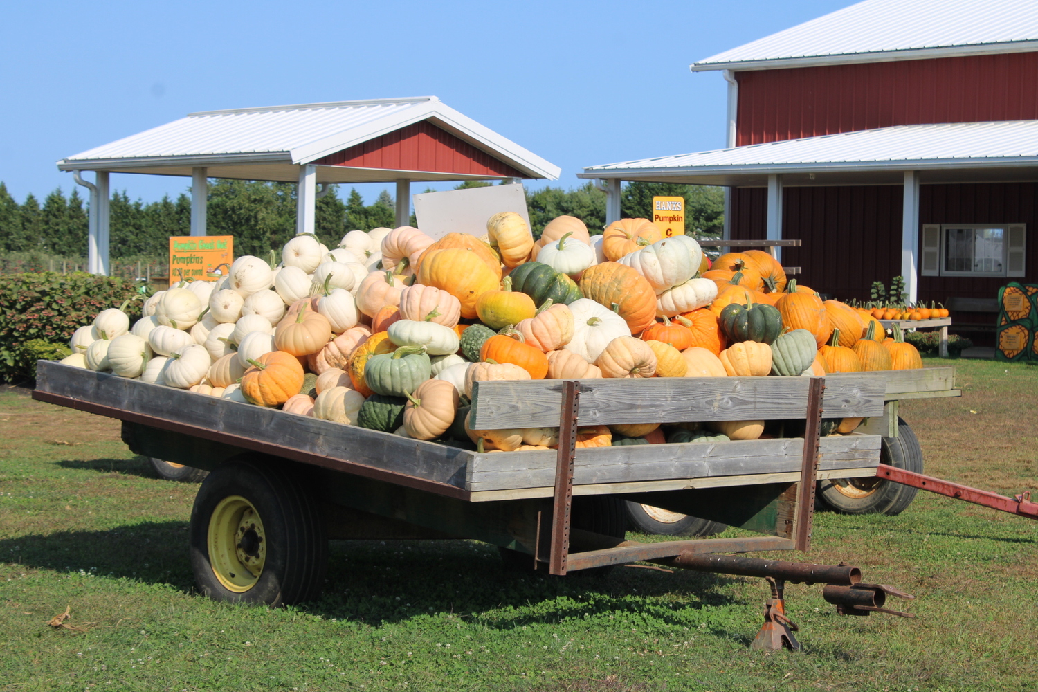 Hank's Pumpkin Town is gearing up for the busiest time of year with a variety of pick-your-own pumpkins and other family fun activities. ROBYN DIEDRIKS