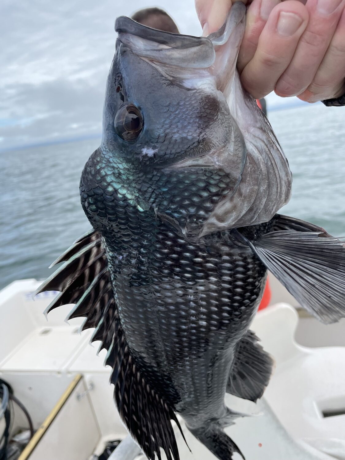 One of the large sea bass caught by the author.