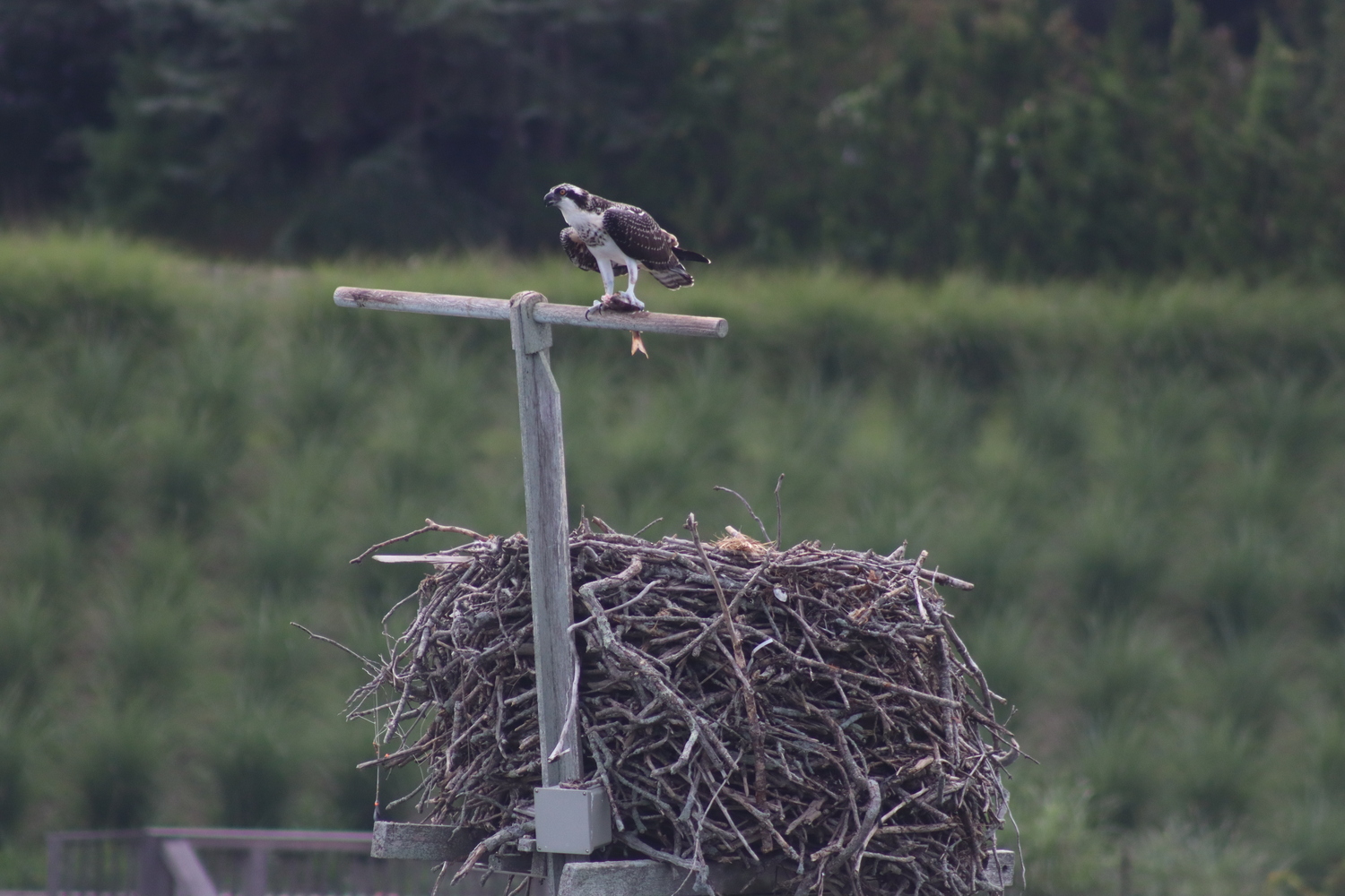 An osprey perched with a fresh catch was a notable sight on a recent nature tour on the American Beauty. CAILIN RILEY