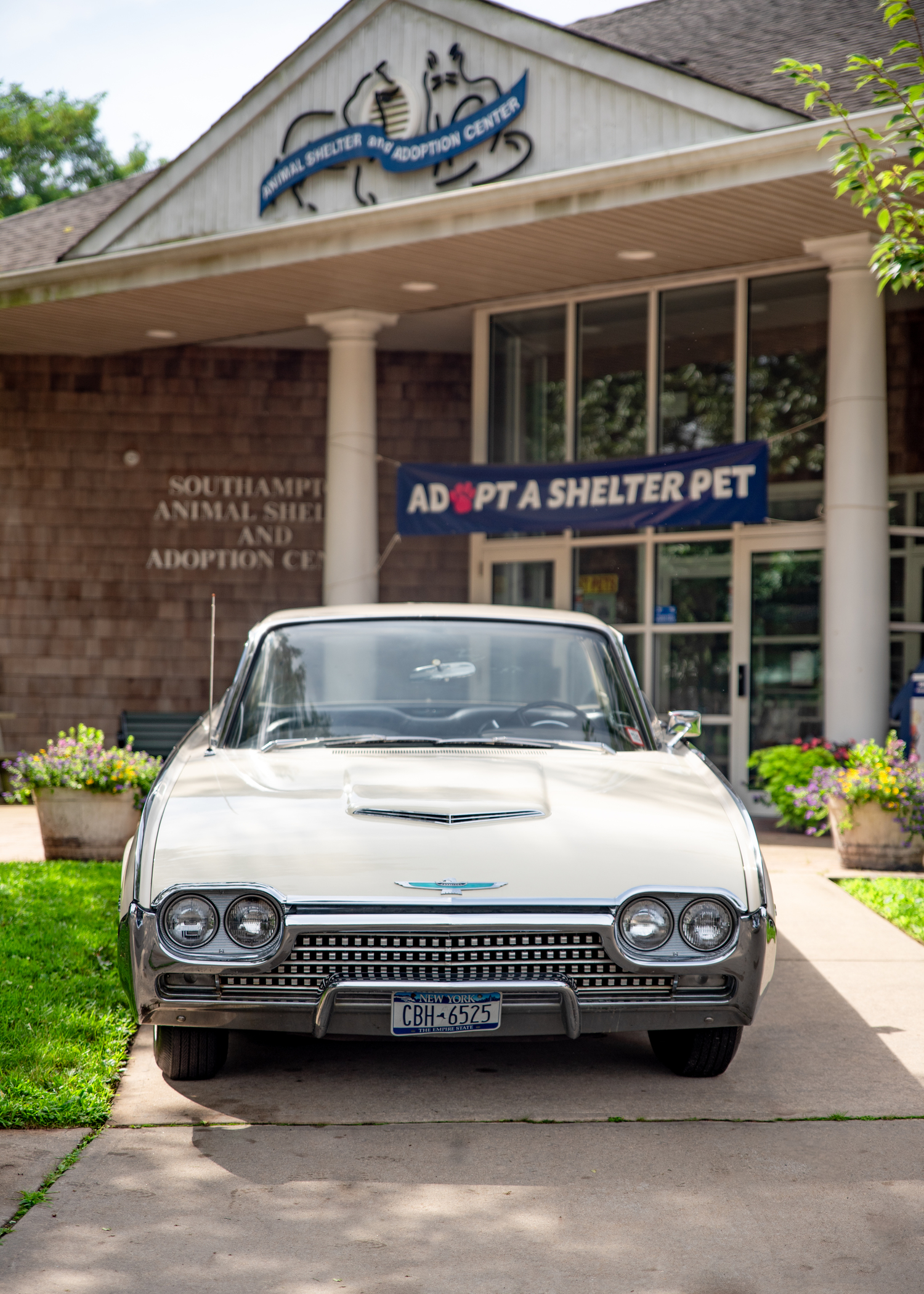 A donated 1962 Ford Thunderbird was auctioned off to raise funds for the Southampton Animal Shelter Foundation last month. COURTESY SASF