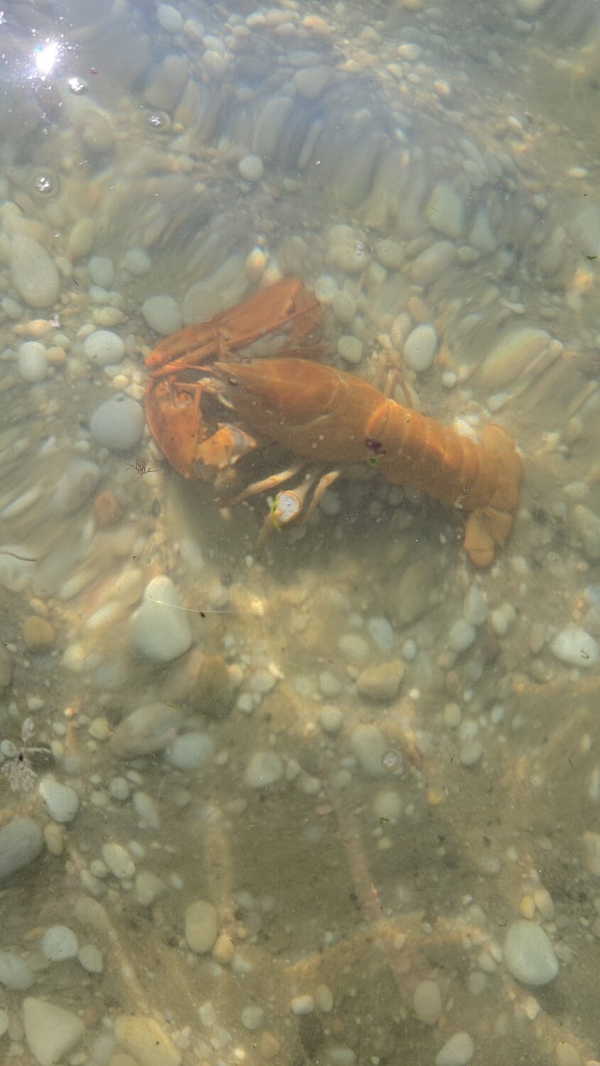 Clementine, as Humane Long Island nicknamed the lobster, was set free into Long Island Sound.