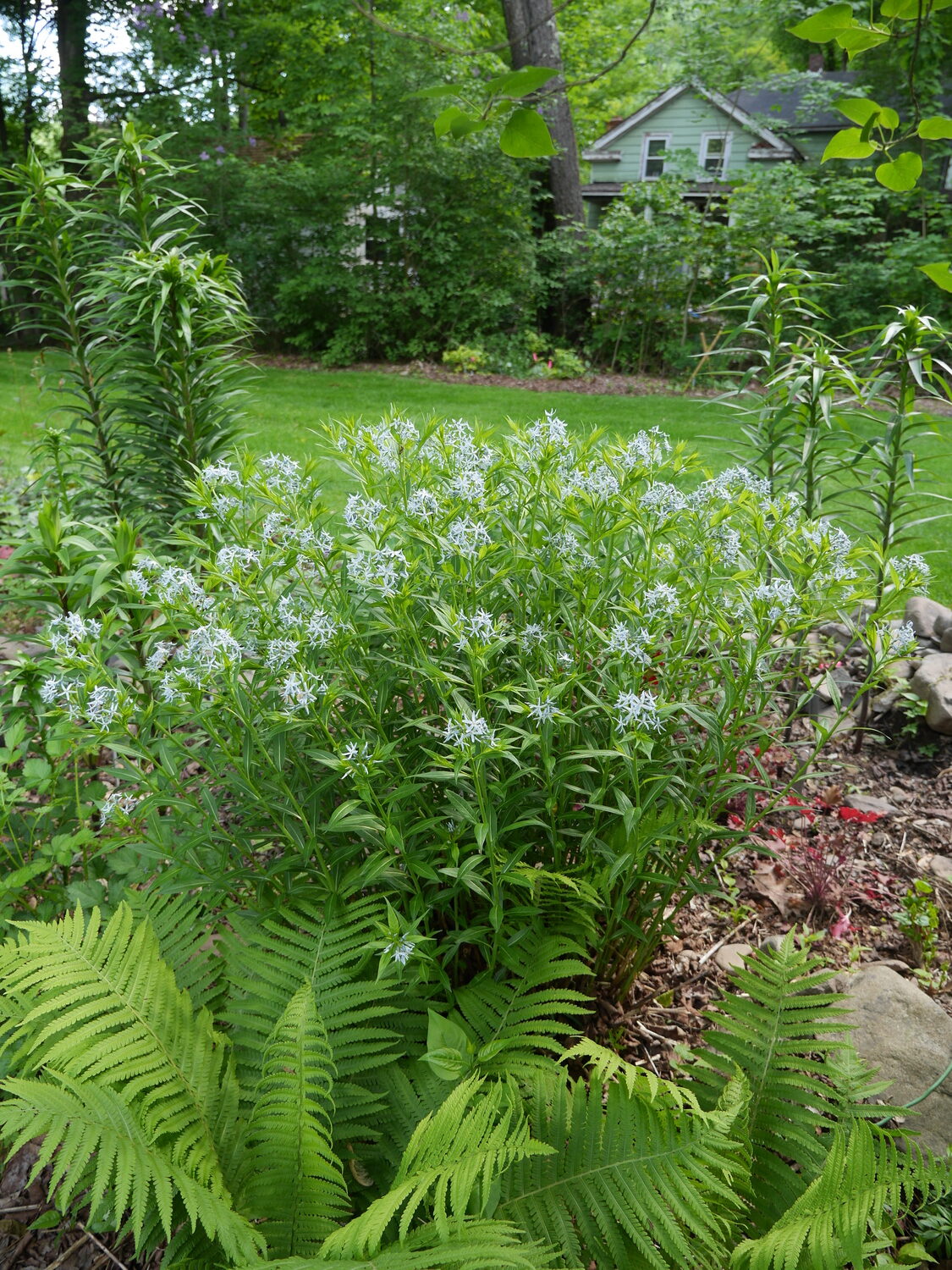 My first Amsonia, or eastern bluestar, was only about a foot in diameter. We divided it a few years later and moved it to a new home 20 feet away. Dividing the crown was challenging. ANDREW MESSINGER