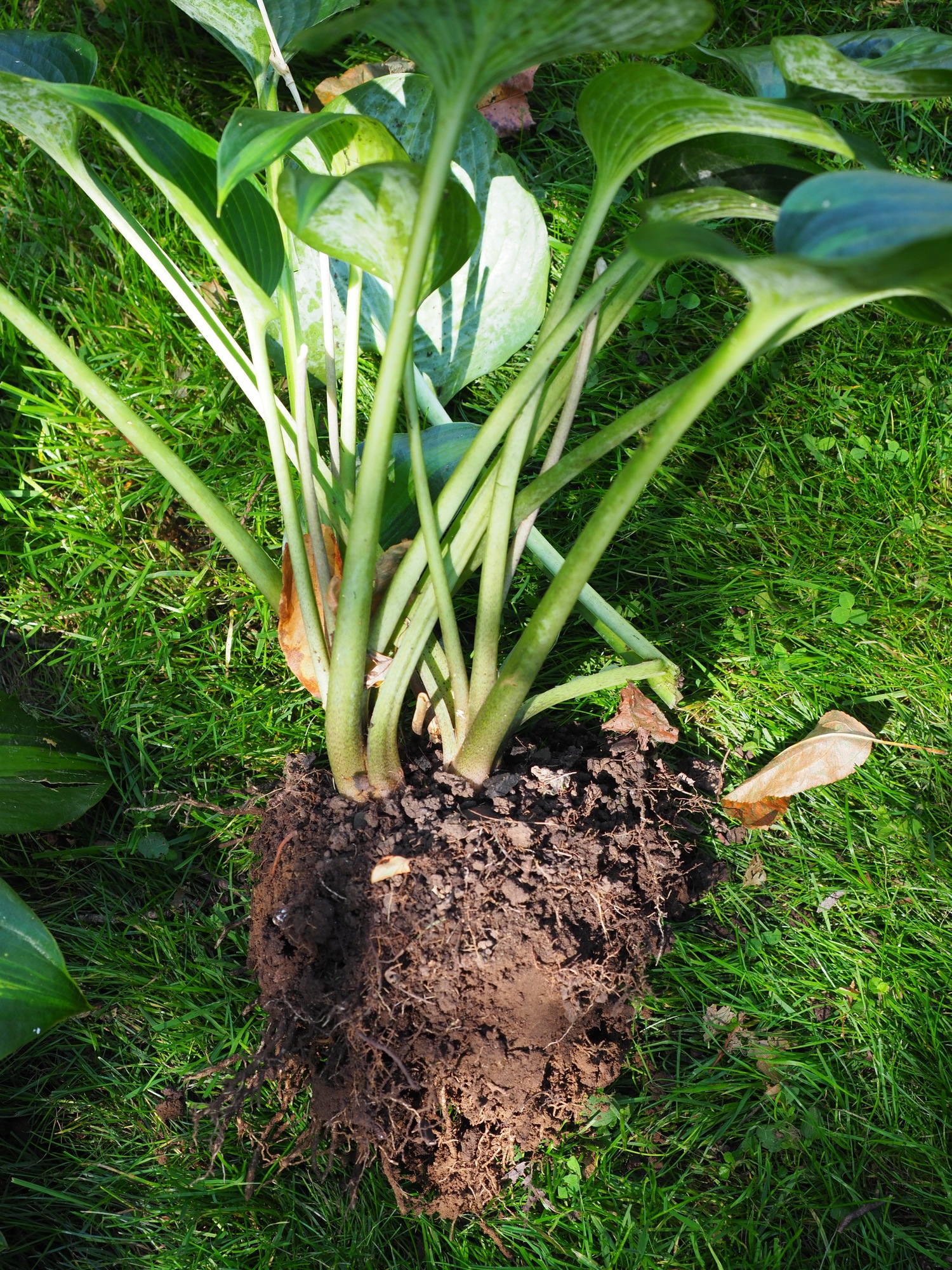 Many Hostas can be divided in late summer or in the spring. This division came off a 15-inch-diameter crown. If replanted within a few days (kept cool and out of the sun until then) the division will fill in and double in size in just one growing season. ANDREW MESSINGER