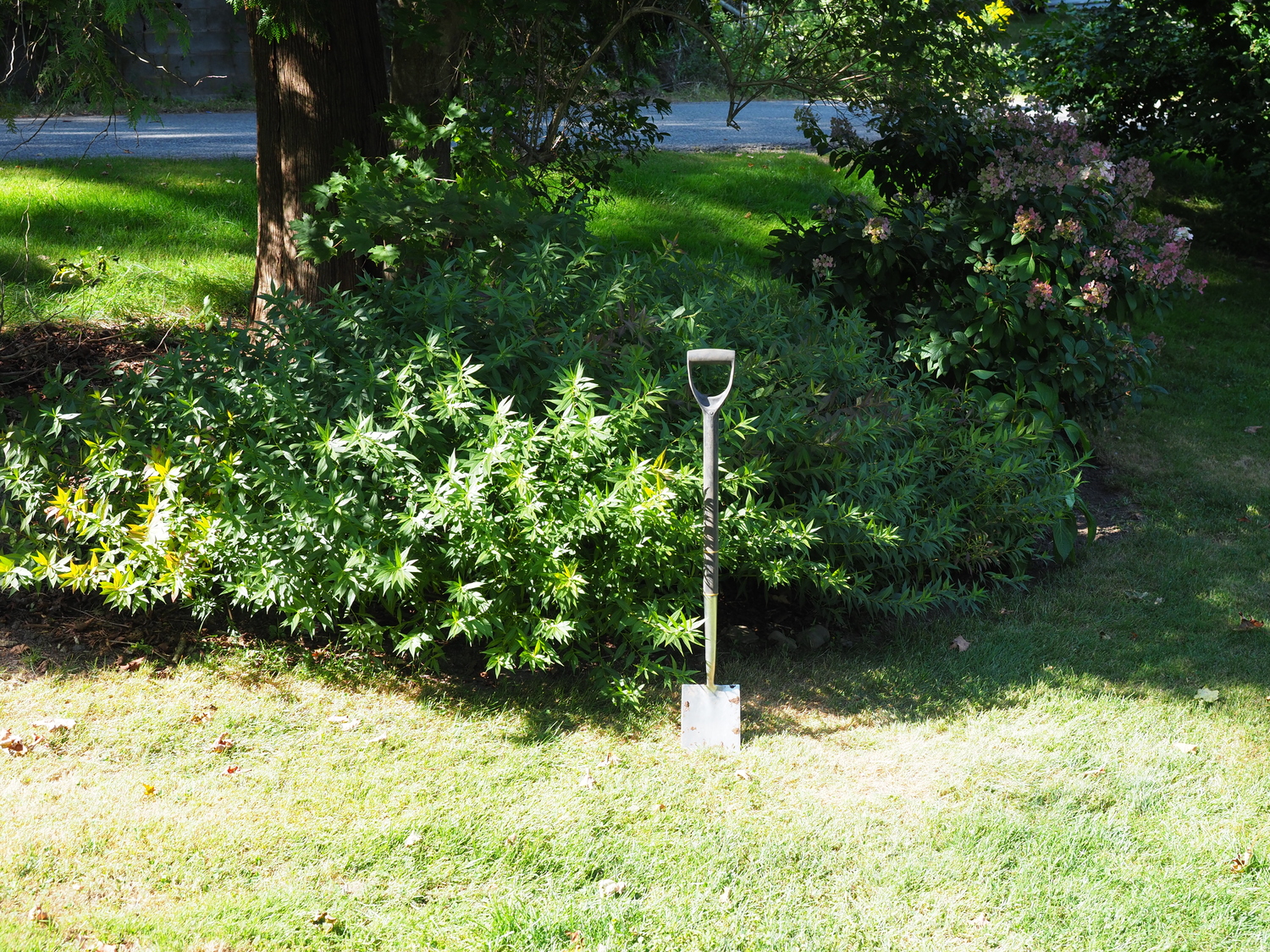 Moved to a location with part sun, the eastern bluestar, cut into four divisions, is now a summer hedge about 10 feet long and 2 to 4 feet tall. Later in the fall the foliage will drop and the plant will be cut back to the ground. ANDREW MESSINGER